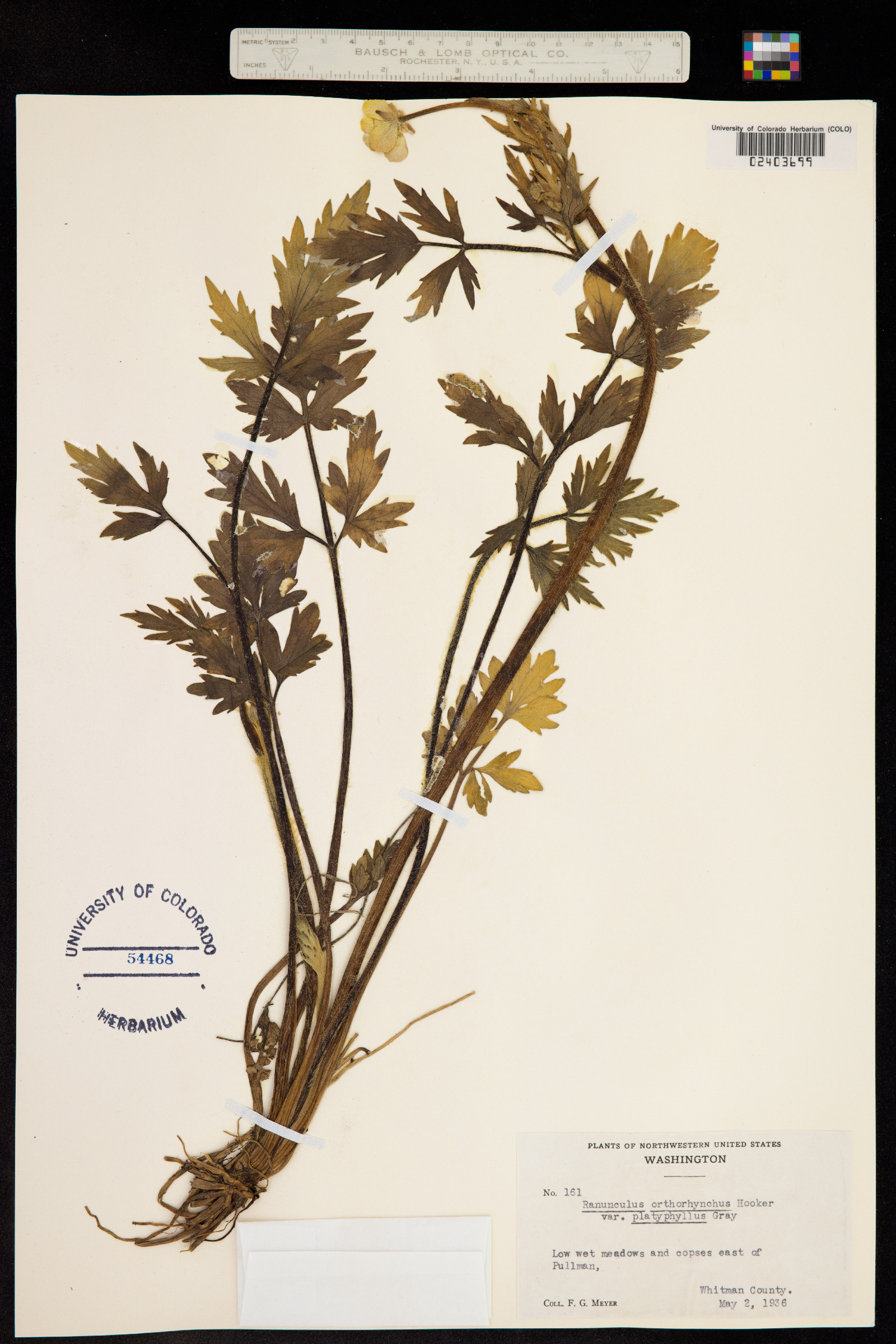 Ranunculus orthorhynchus image