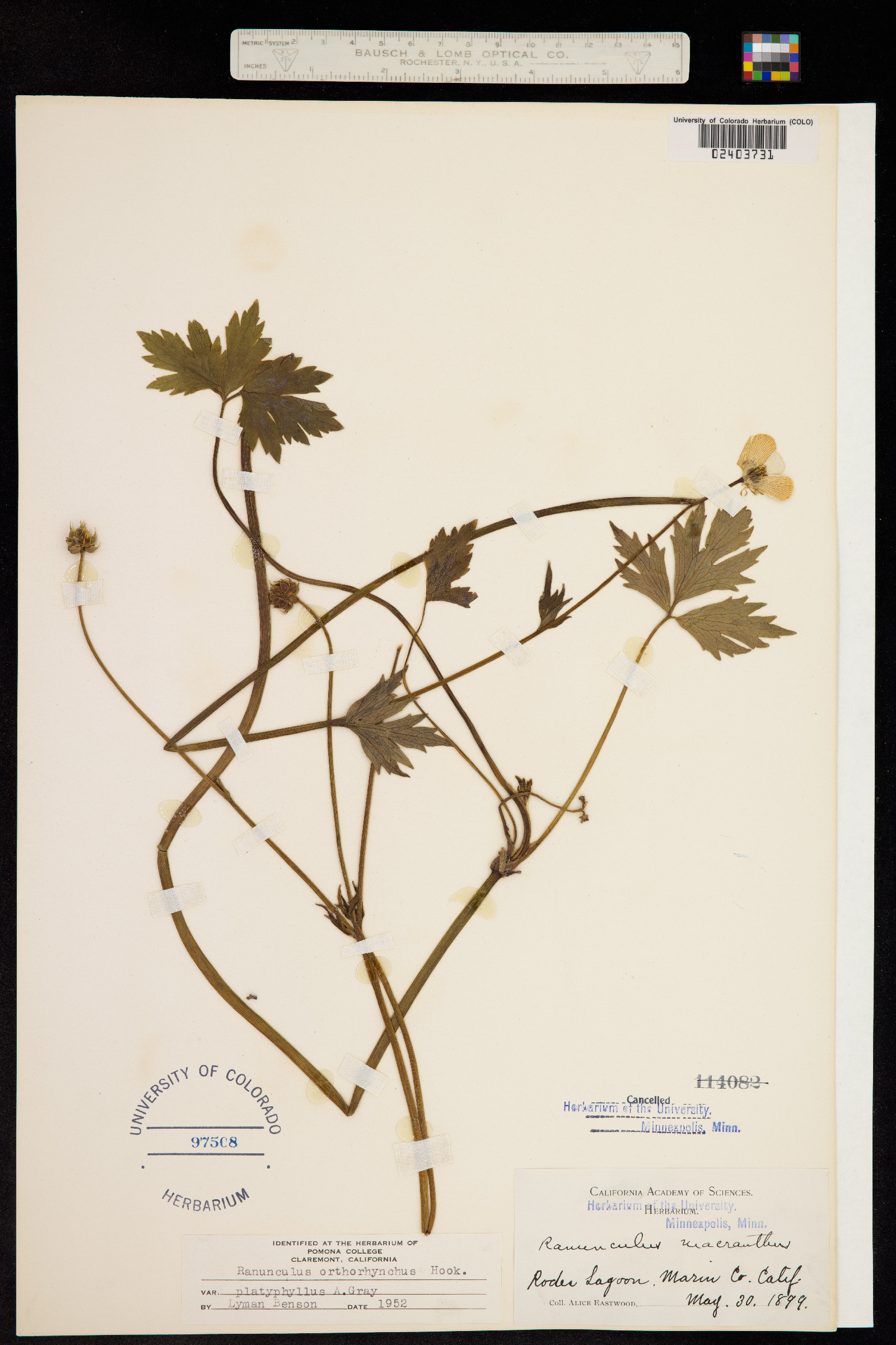 Ranunculus orthorhynchus image