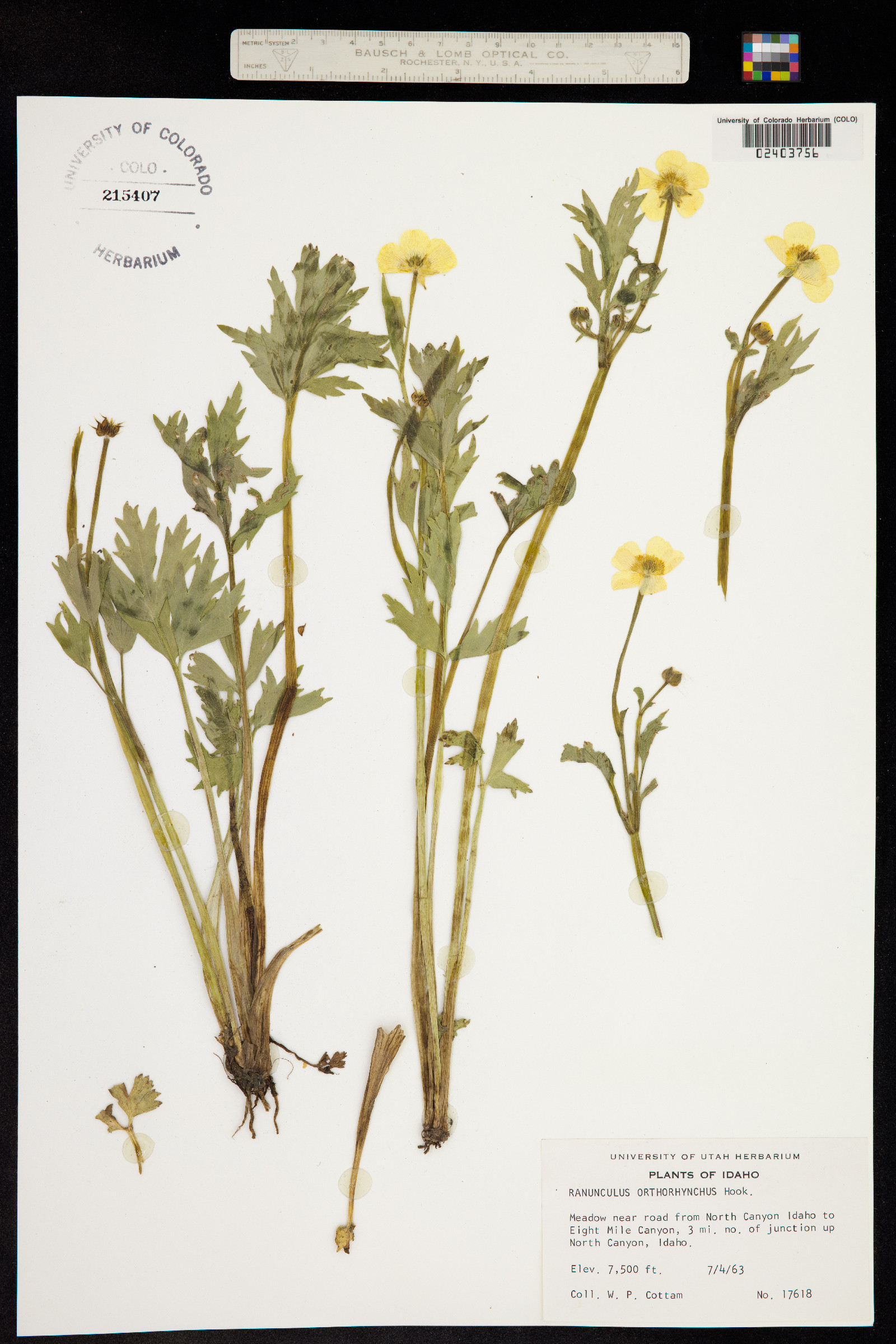 Ranunculus orthorhynchus image