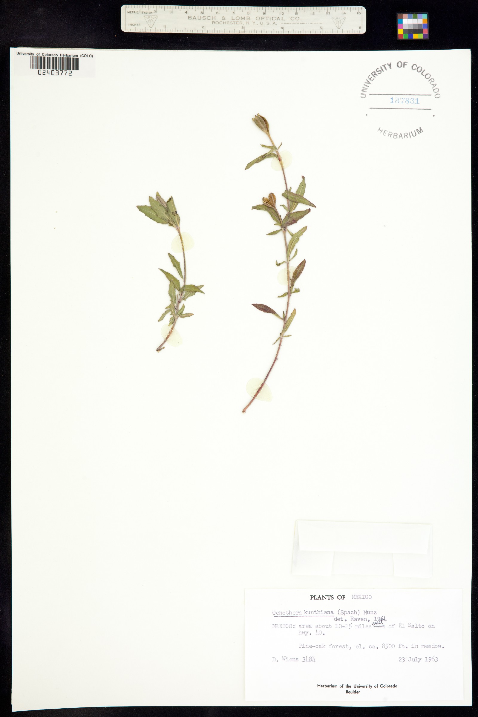 Oenothera kunthiana image