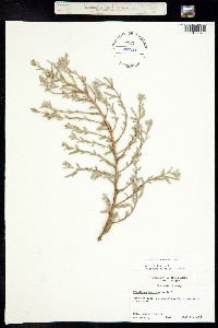 Image of Oenothera humifusa