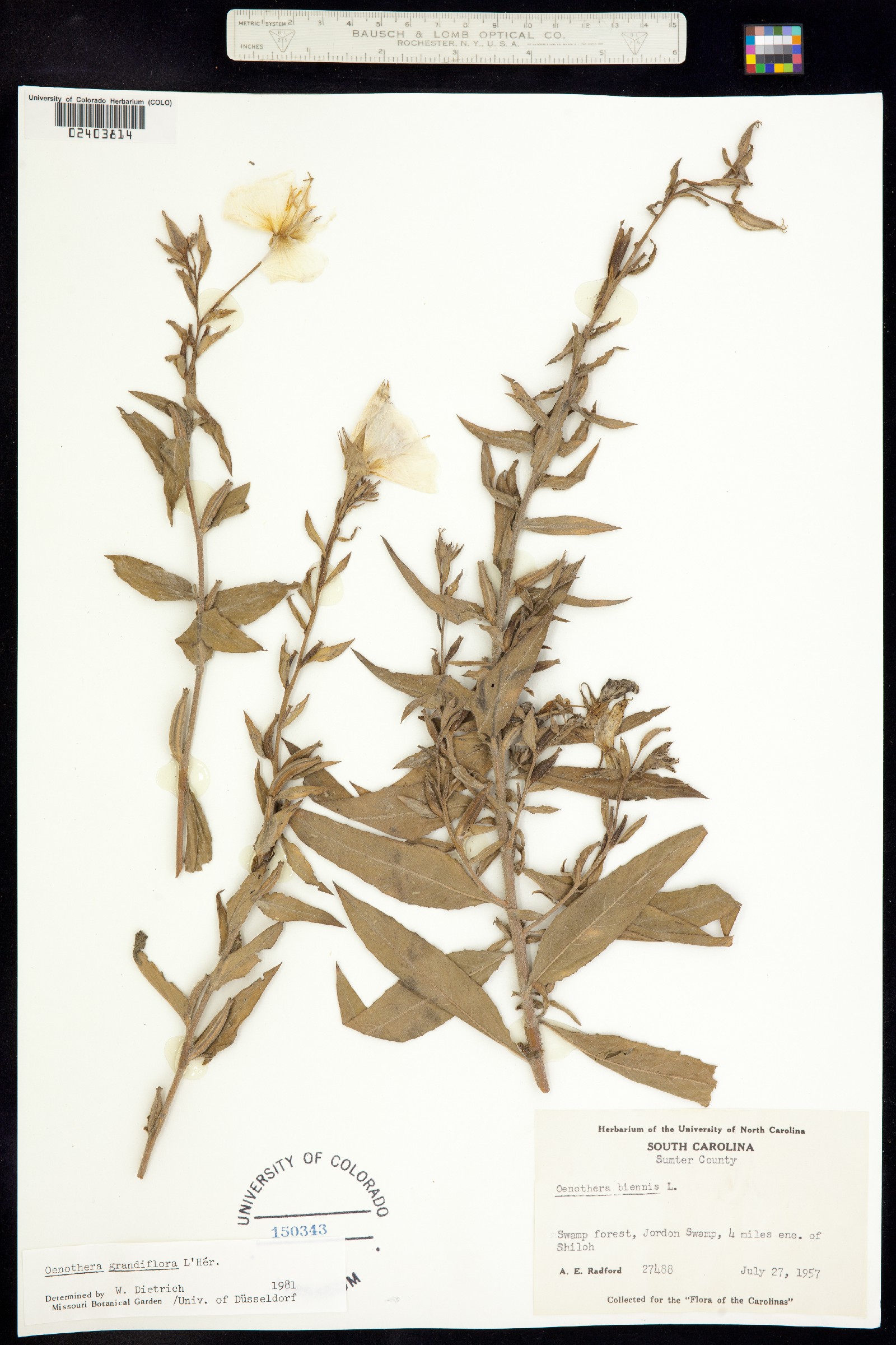 Oenothera grandiflora image