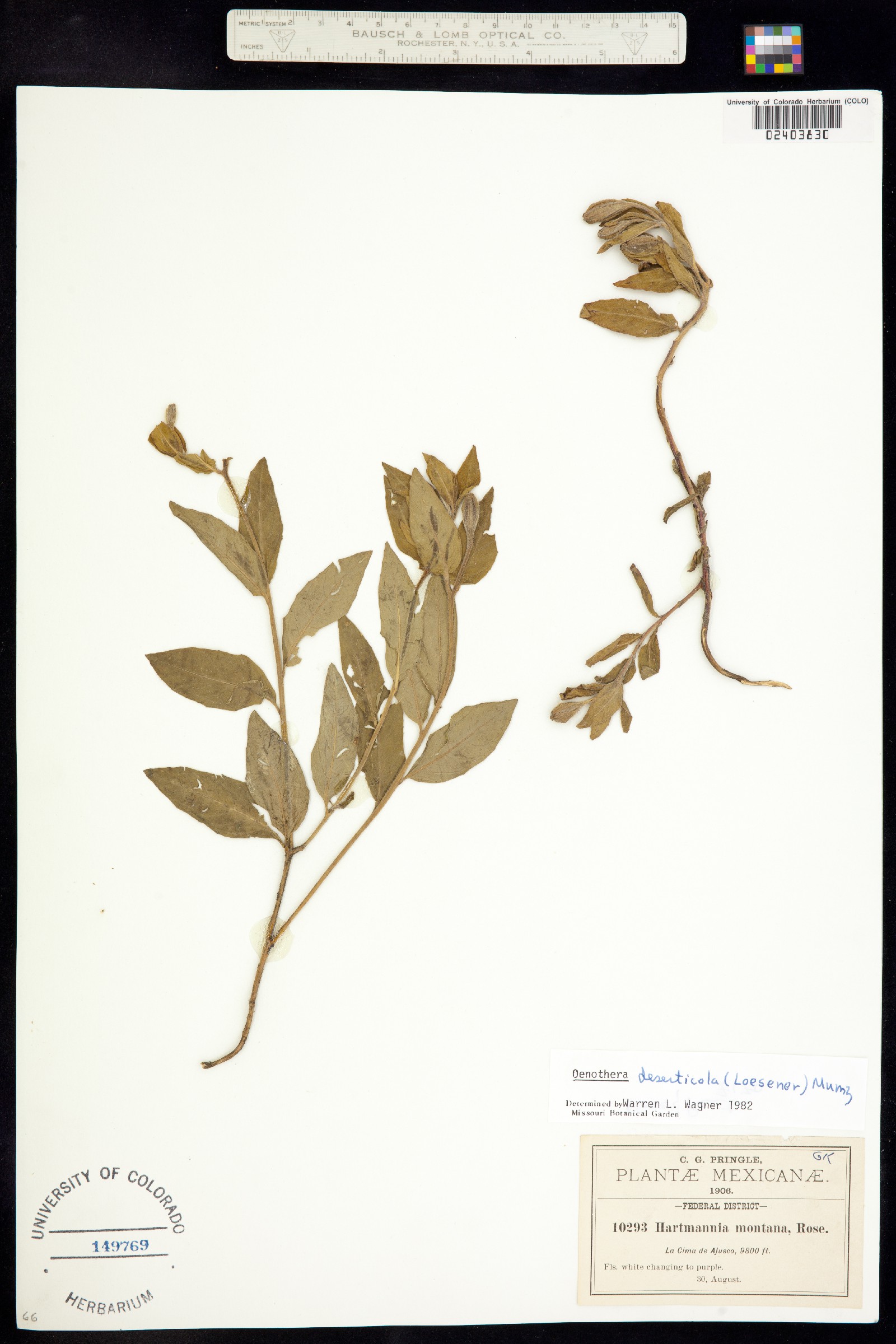 Oenothera deserticola image