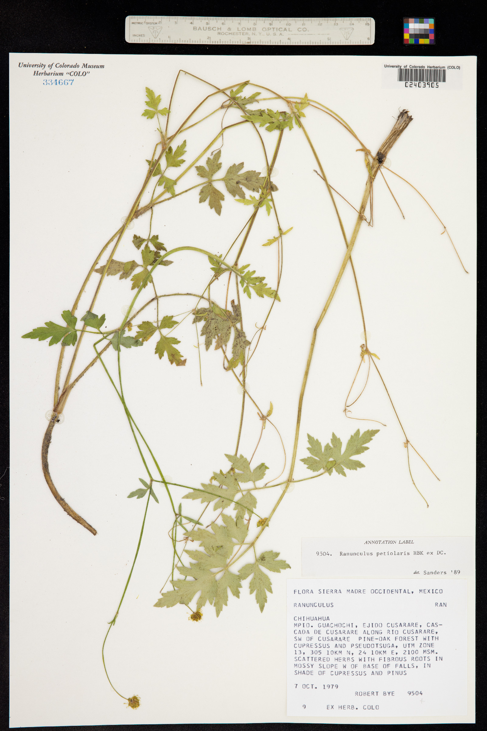 Ranunculus petiolaris image