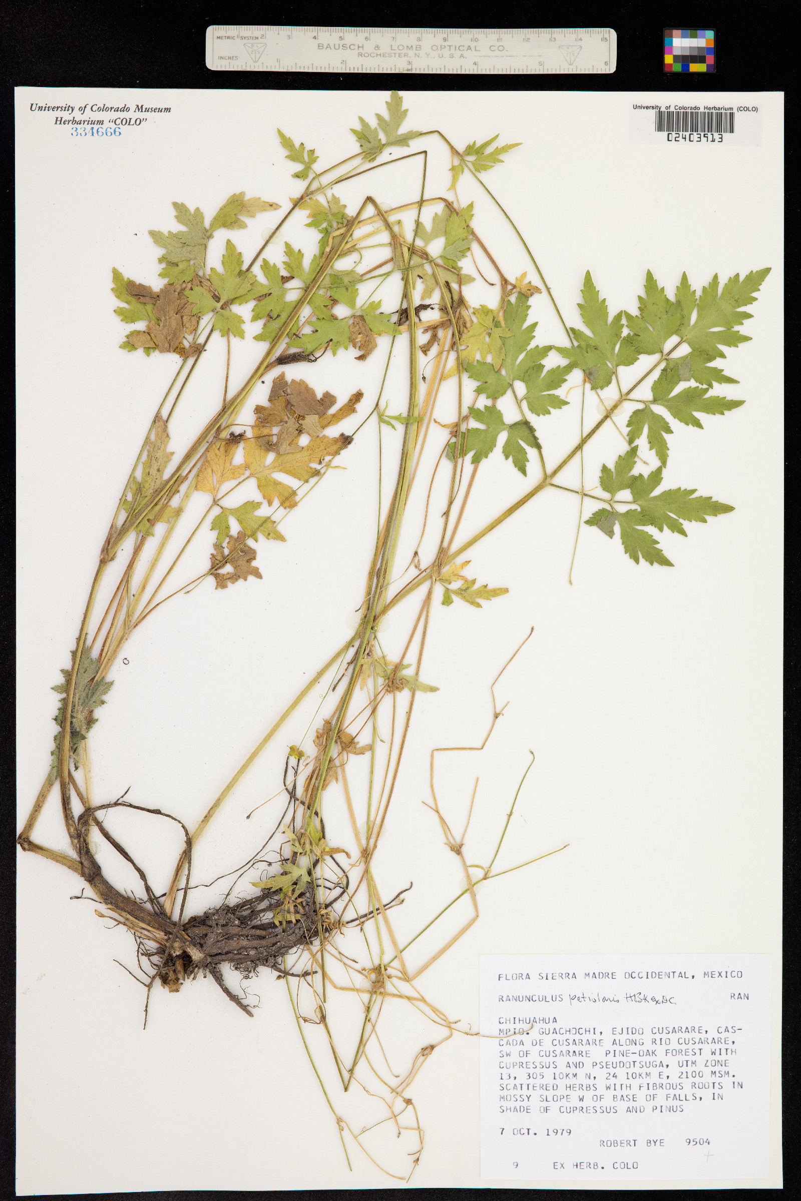 Ranunculus petiolaris image