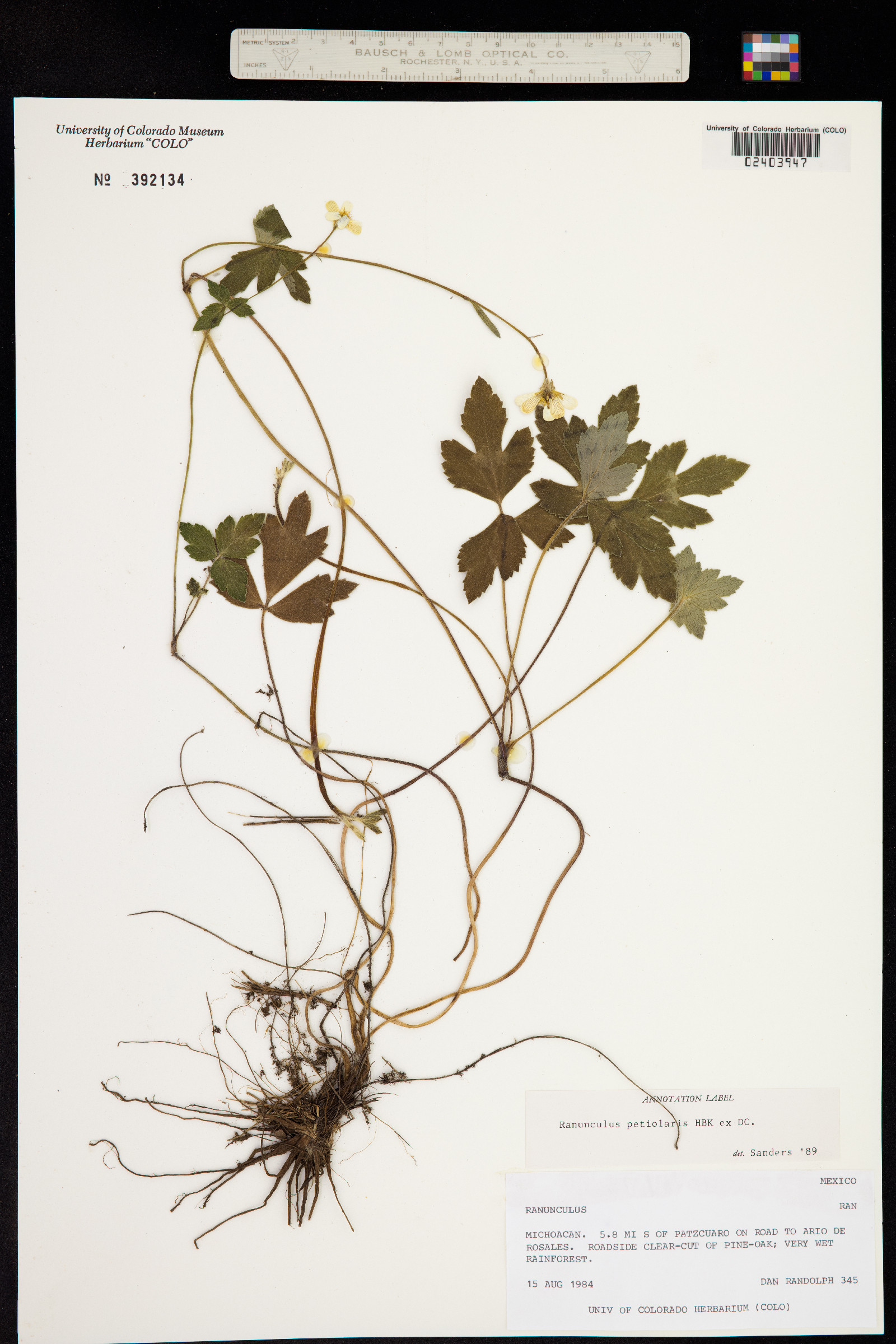 Ranunculus petiolaris image