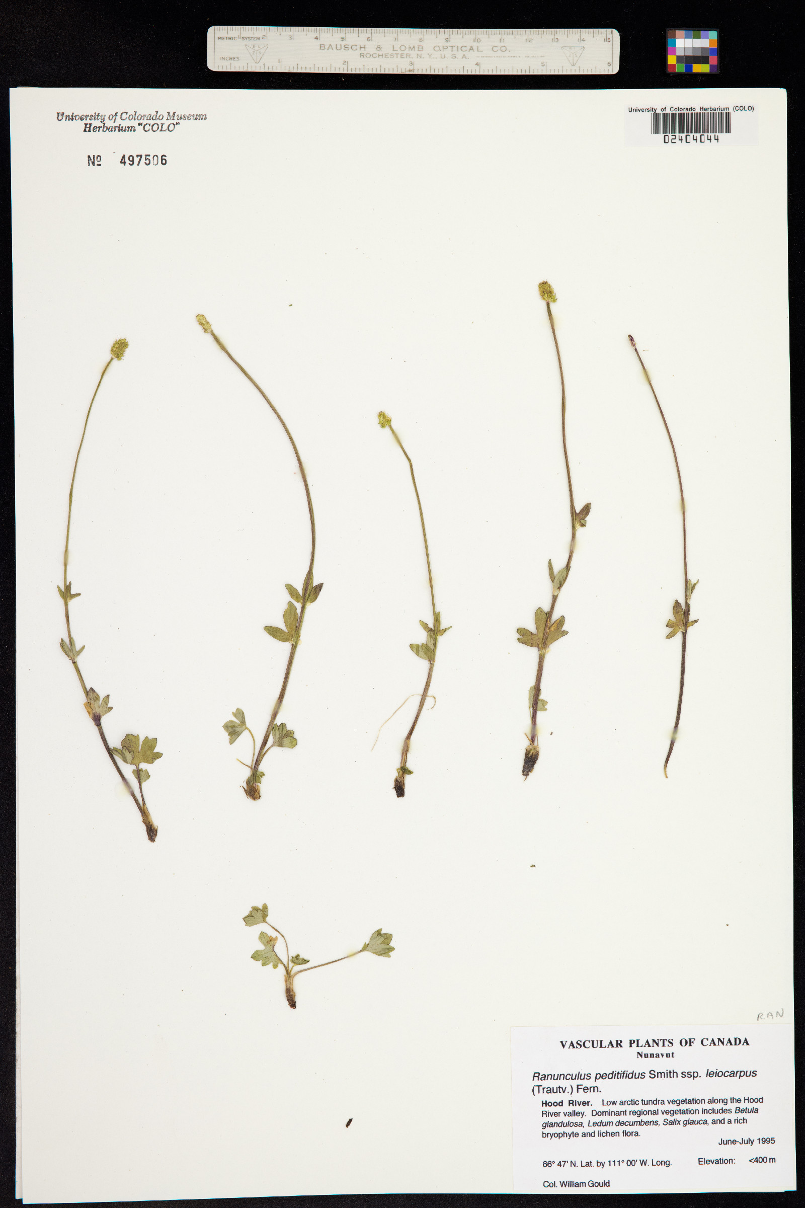 Ranunculus pedatifidus image