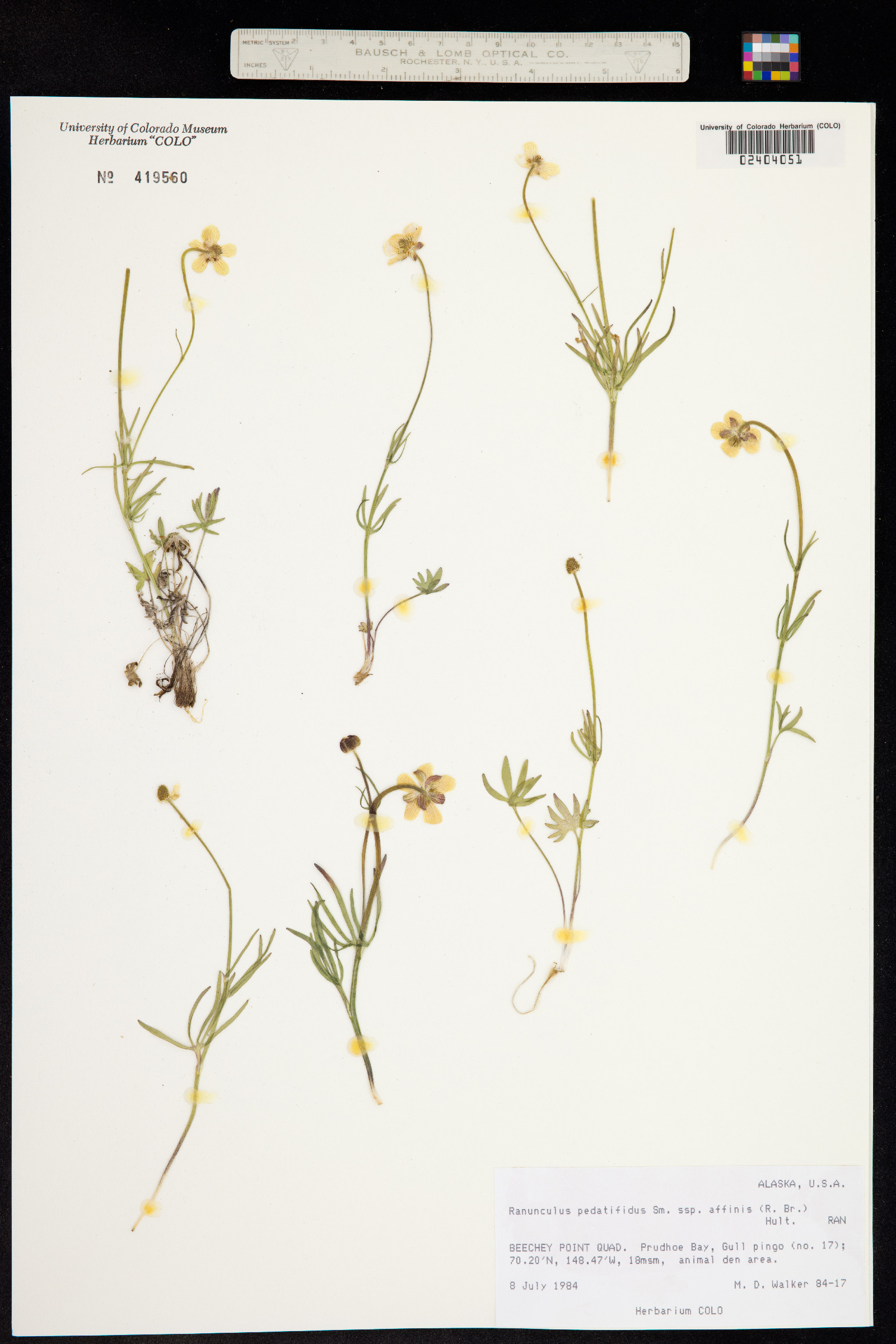Ranunculus pedatifidus image