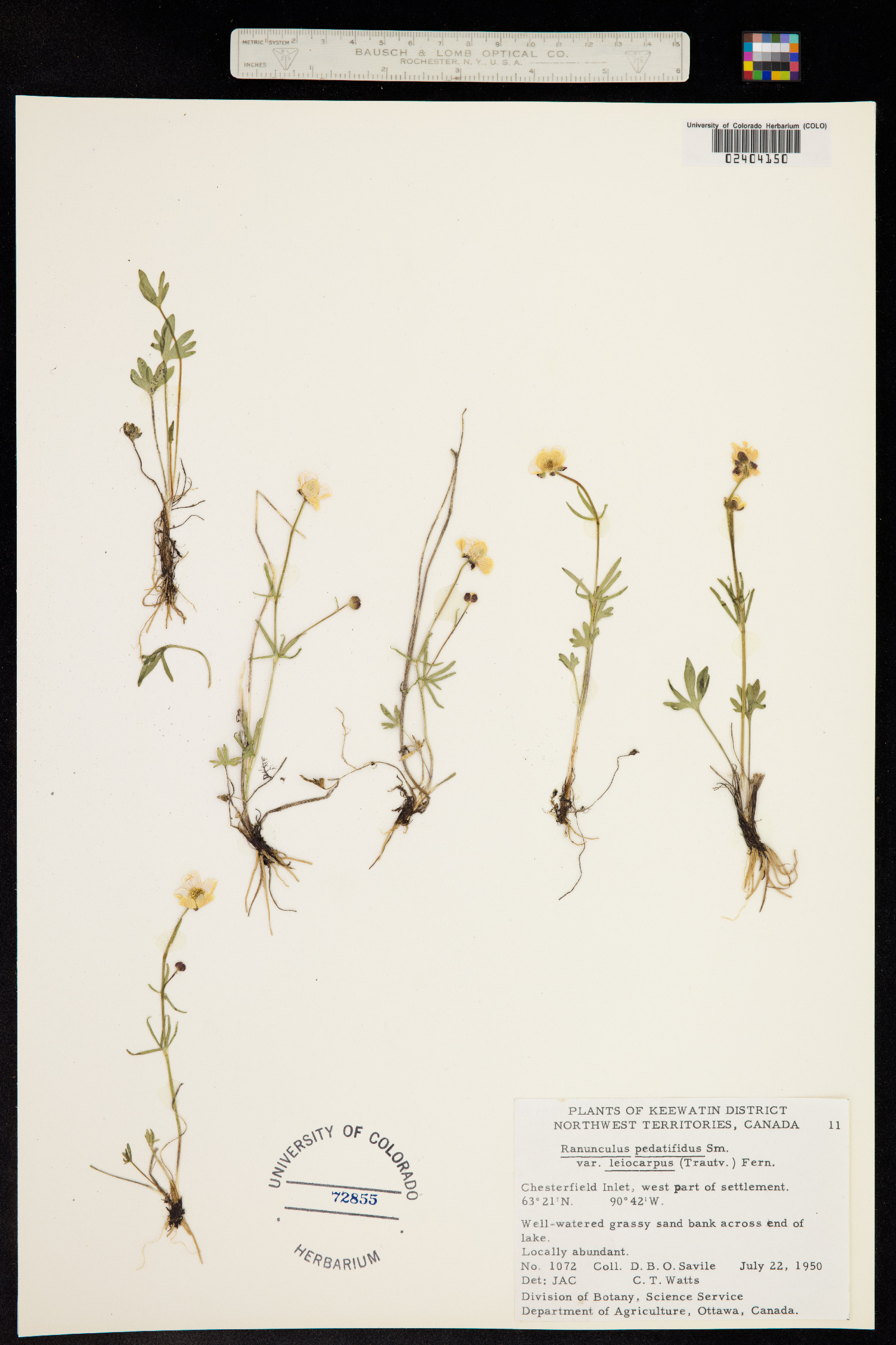 Ranunculus pedatifidus image