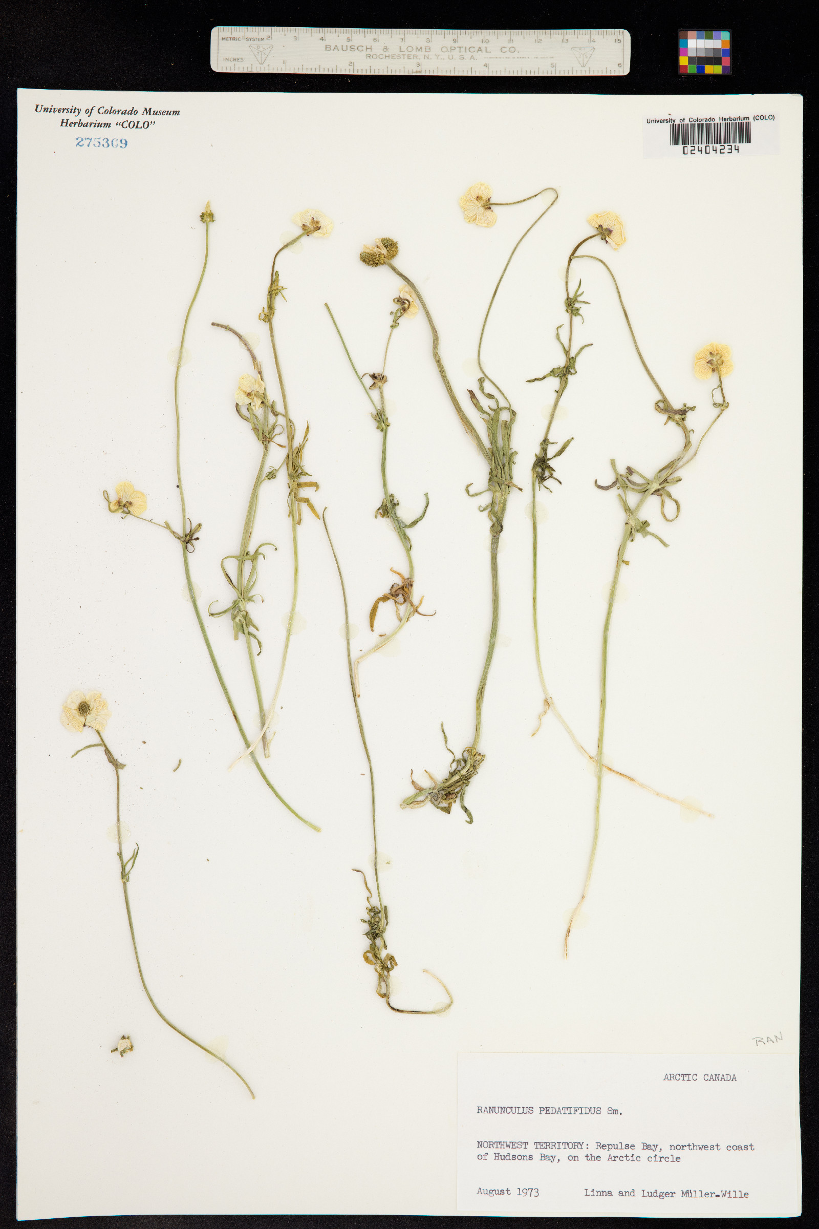 Ranunculus pedatifidus image