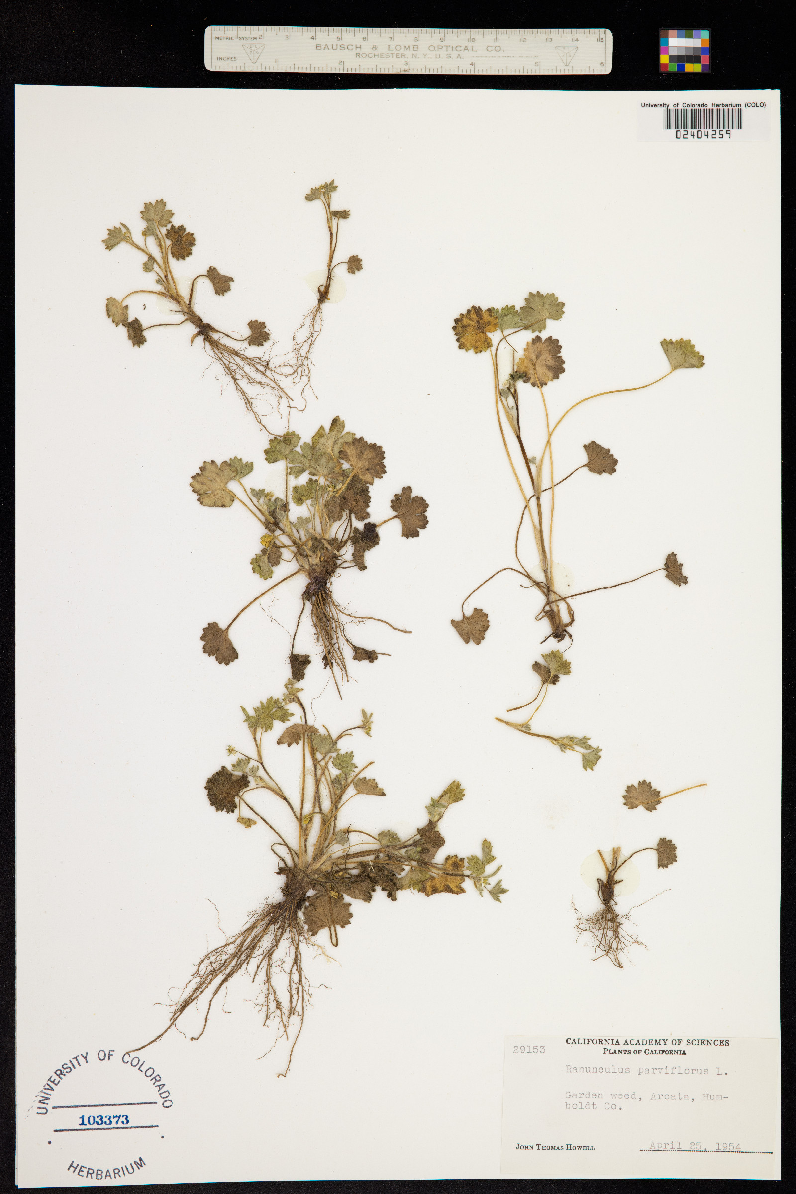 Ranunculus parviflorus image