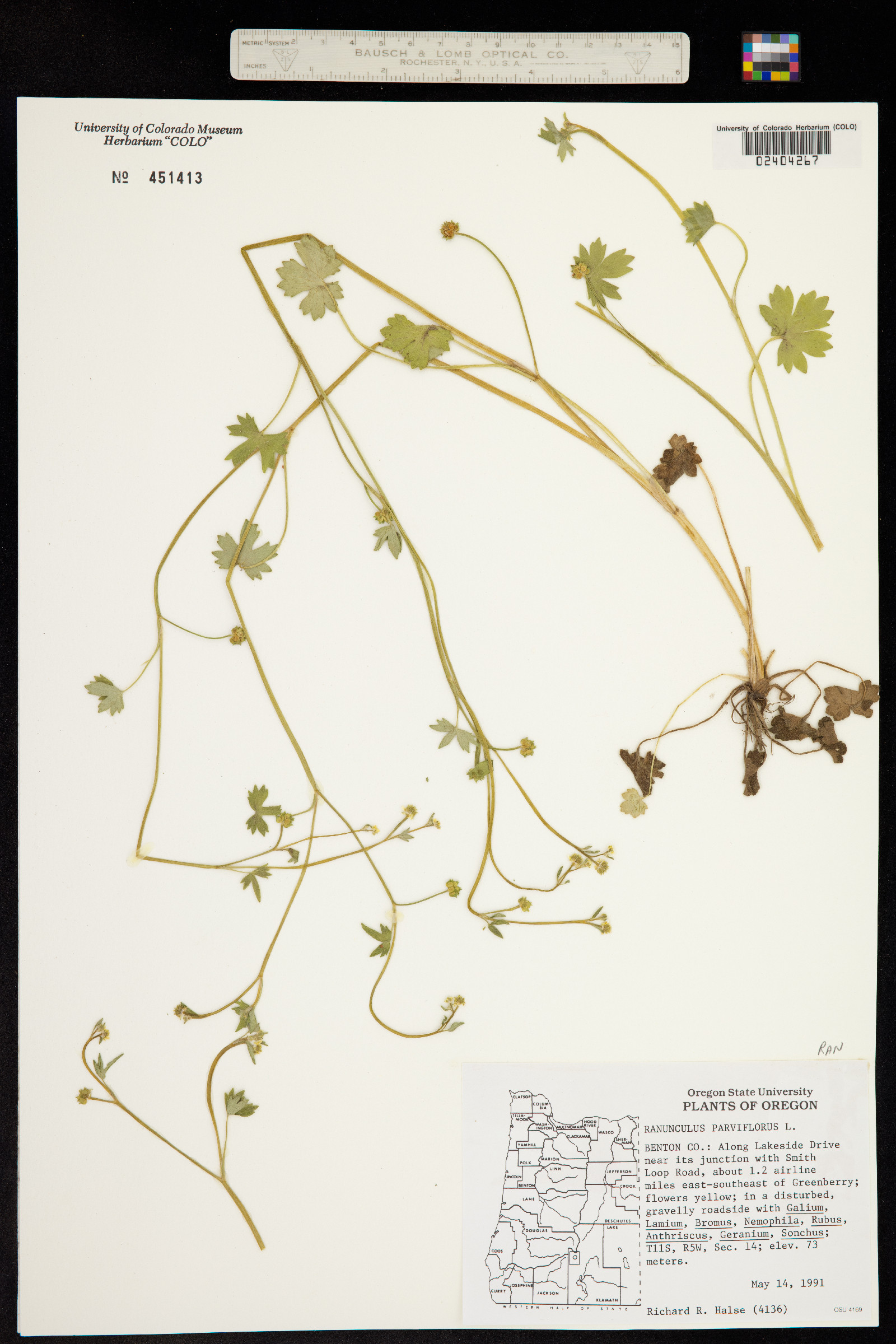 Ranunculus parviflorus image