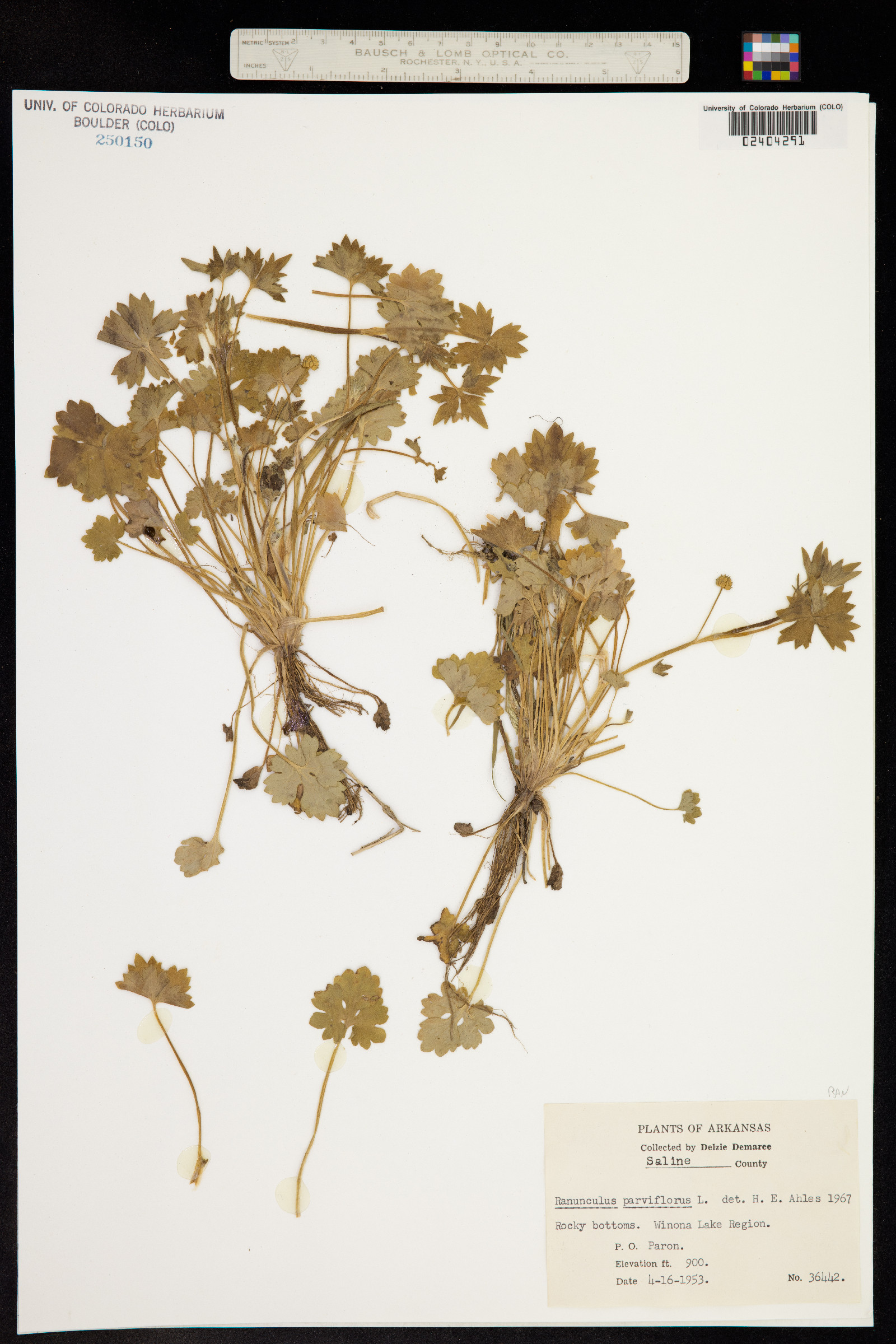 Ranunculus parviflorus image