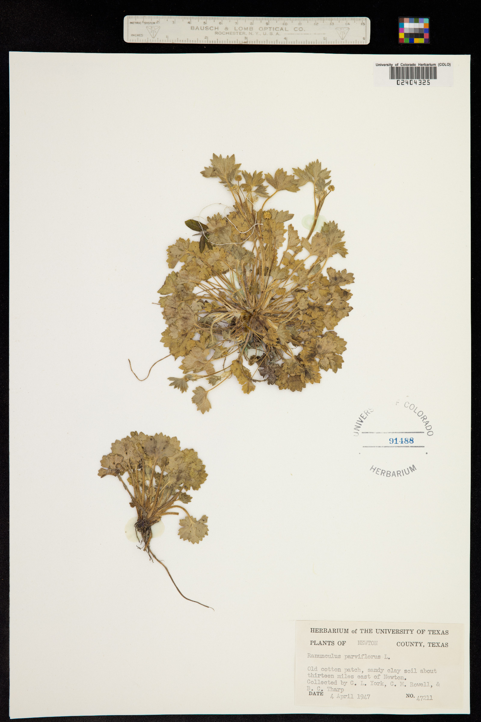 Ranunculus parviflorus image