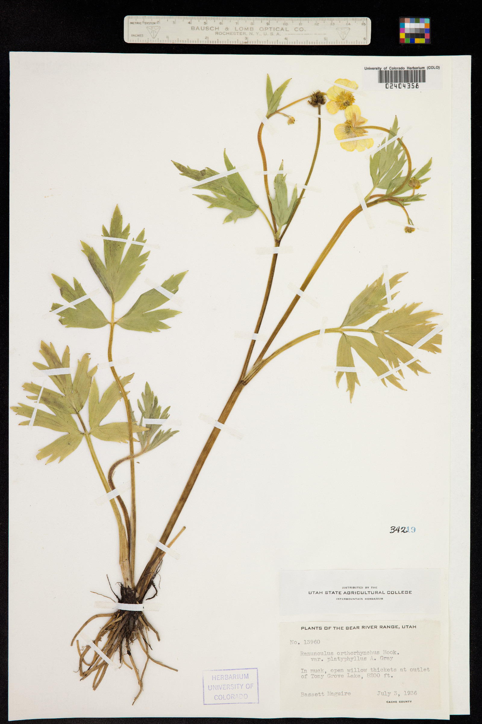 Ranunculus orthorhynchus image