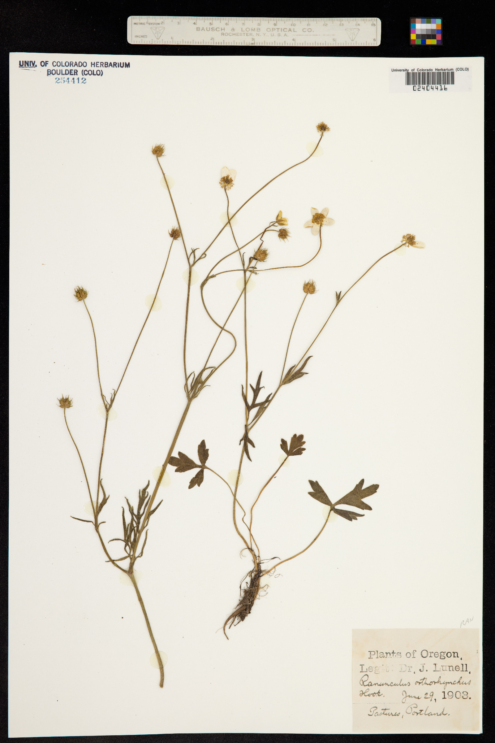 Ranunculus orthorhynchus image