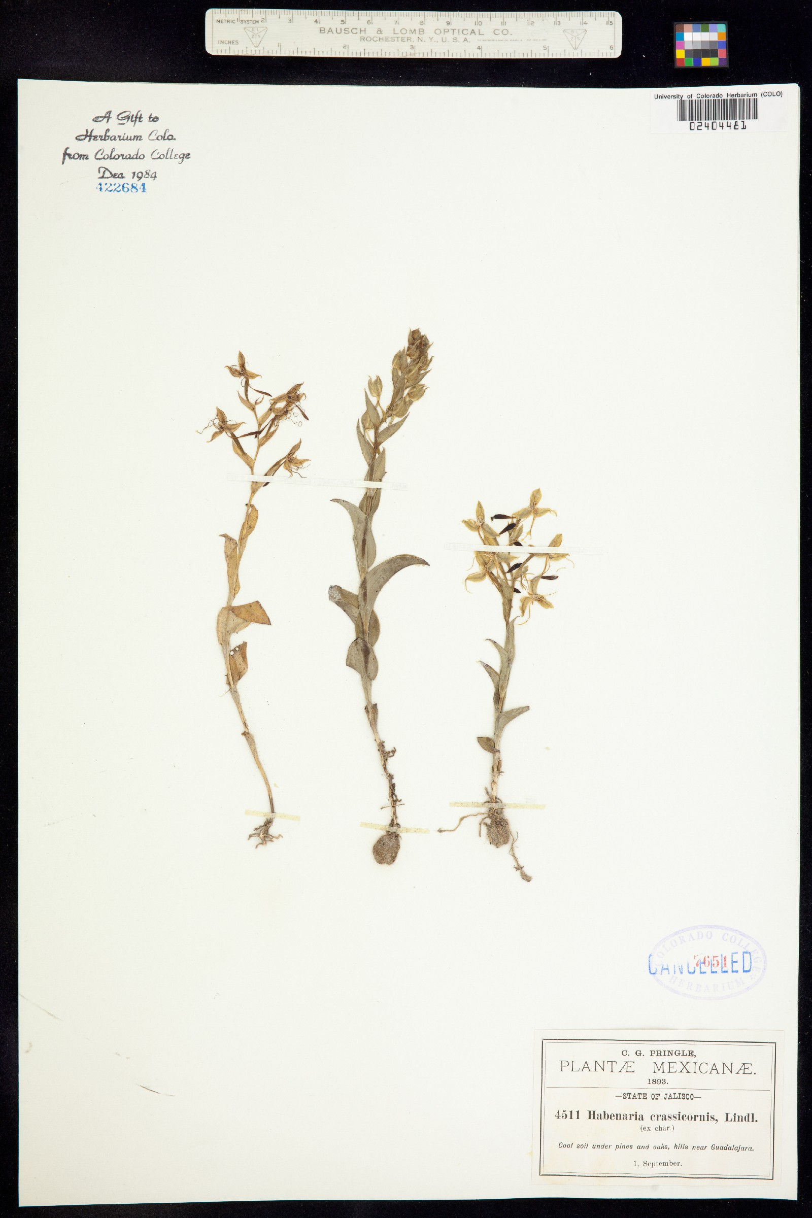 Habenaria crassicornis image