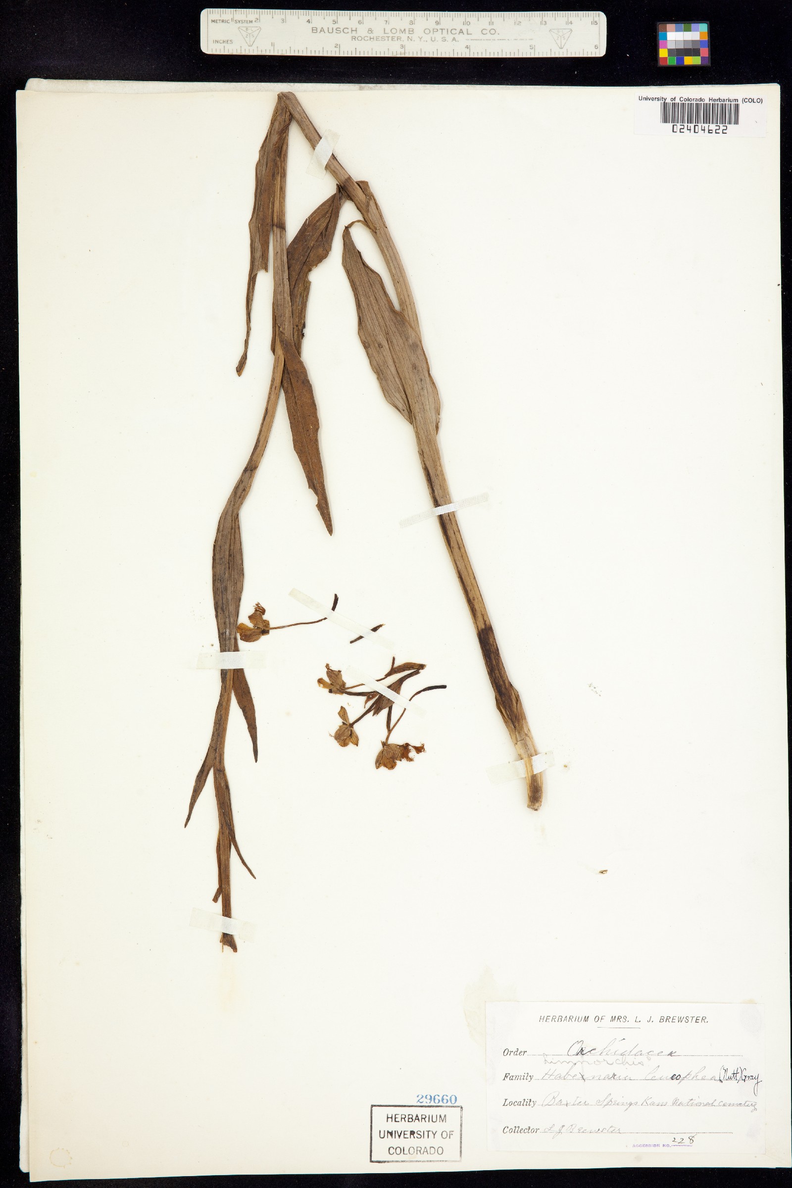 Platanthera leucophaea image