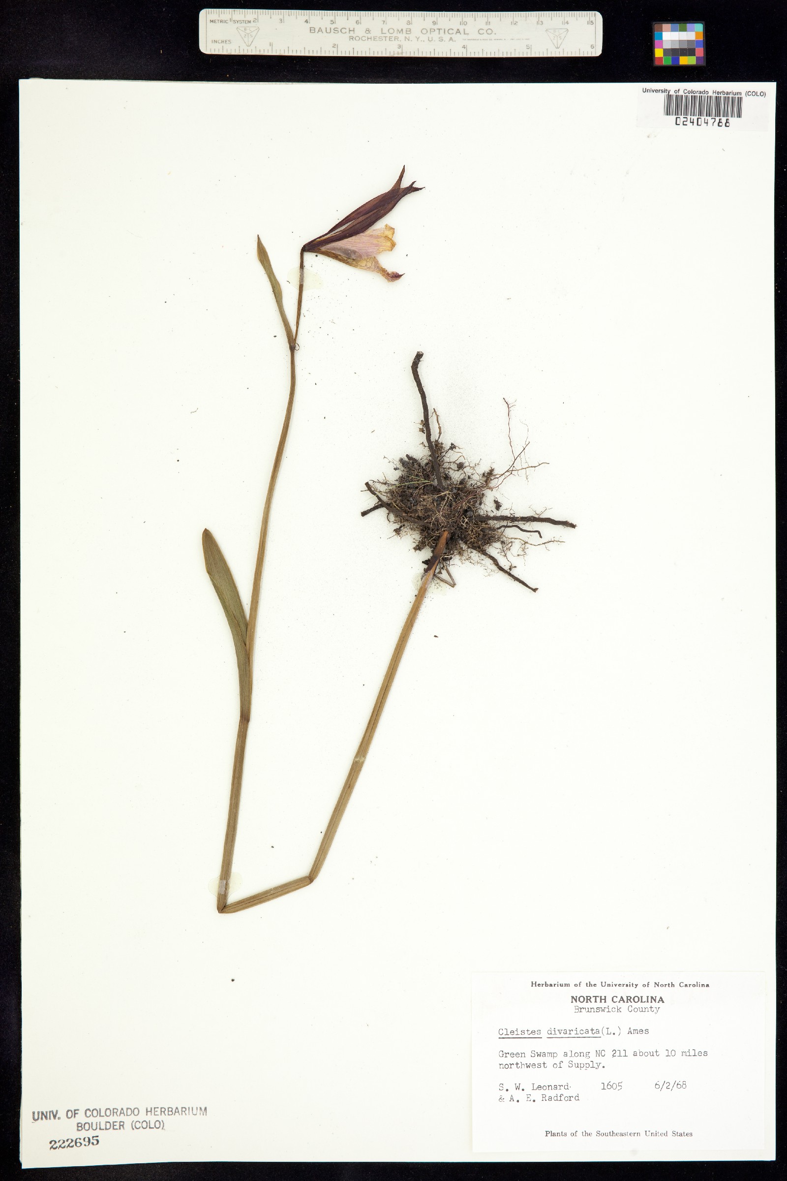 Cleistesiopsis divaricata image