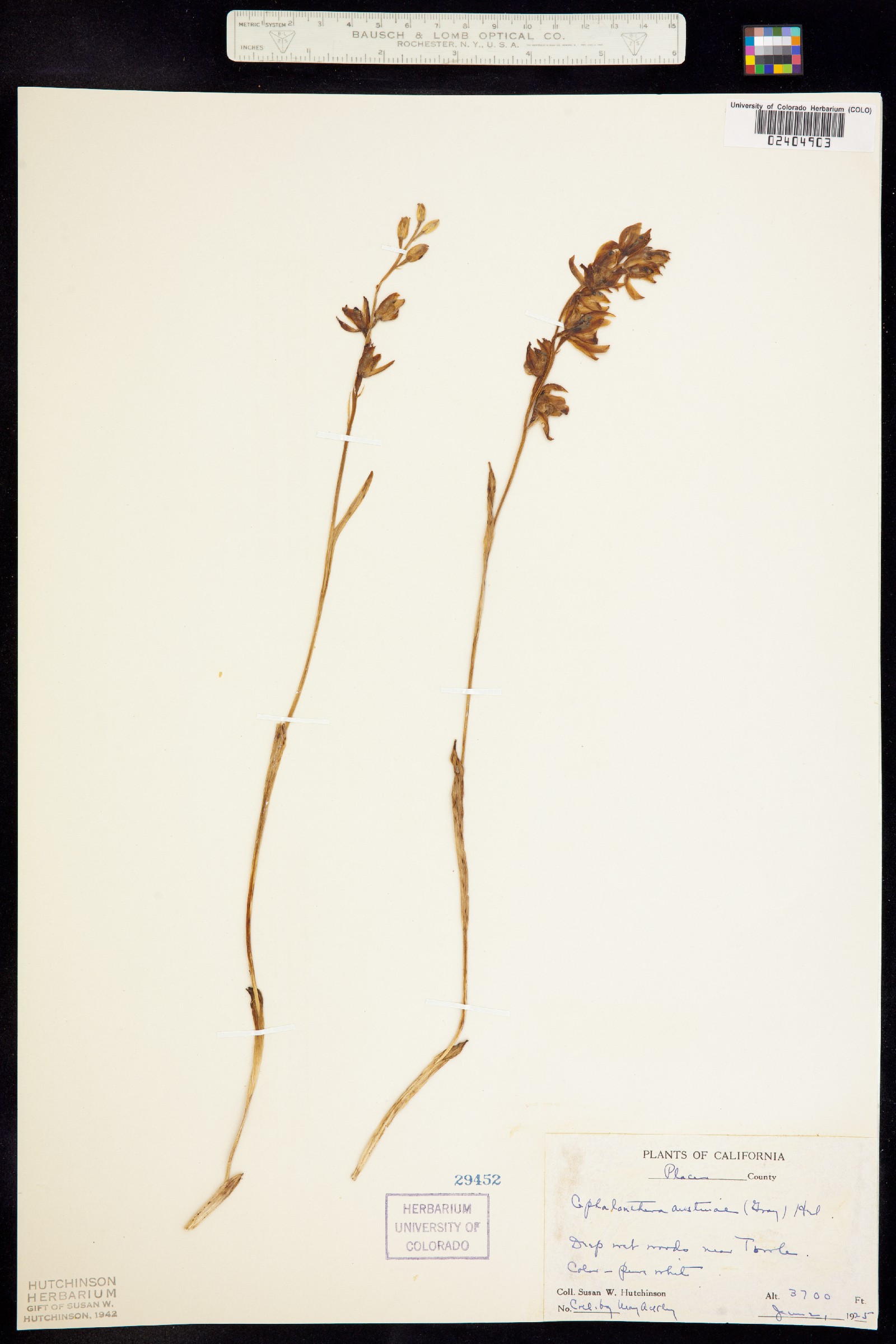 Cephalanthera image