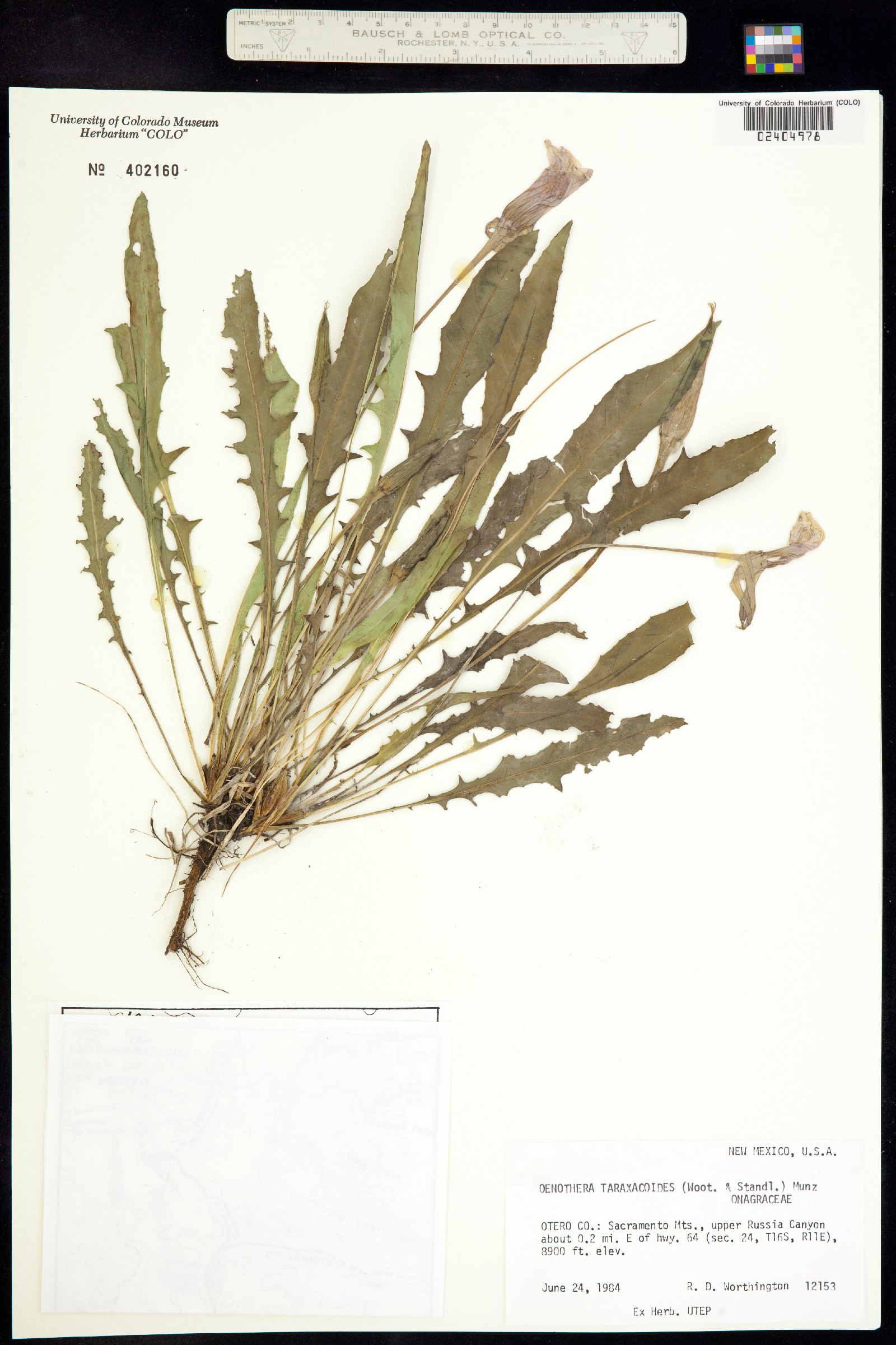 Oenothera flava image