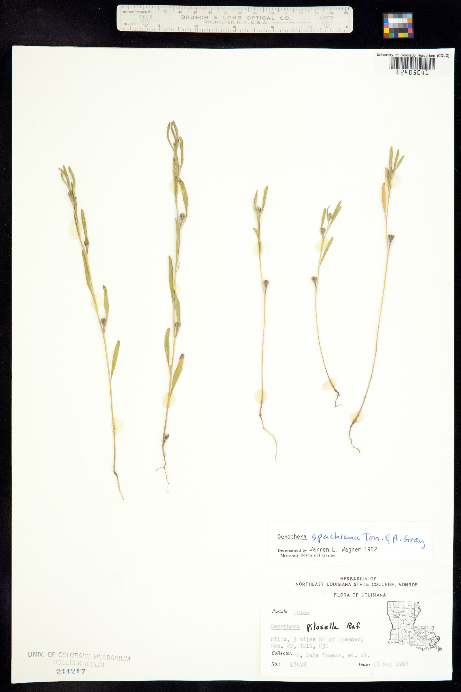 Oenothera spachiana image