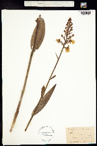 Image of Platanthera peramoena