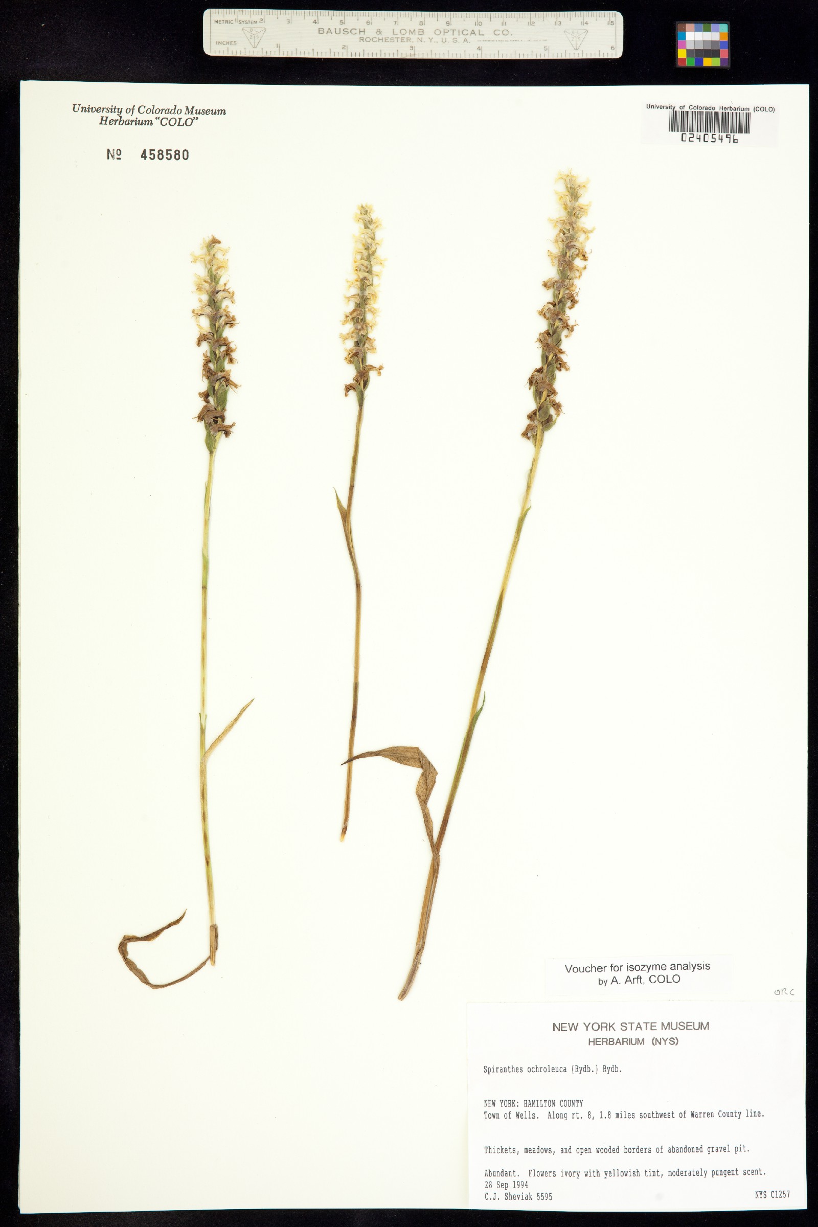 Spiranthes image