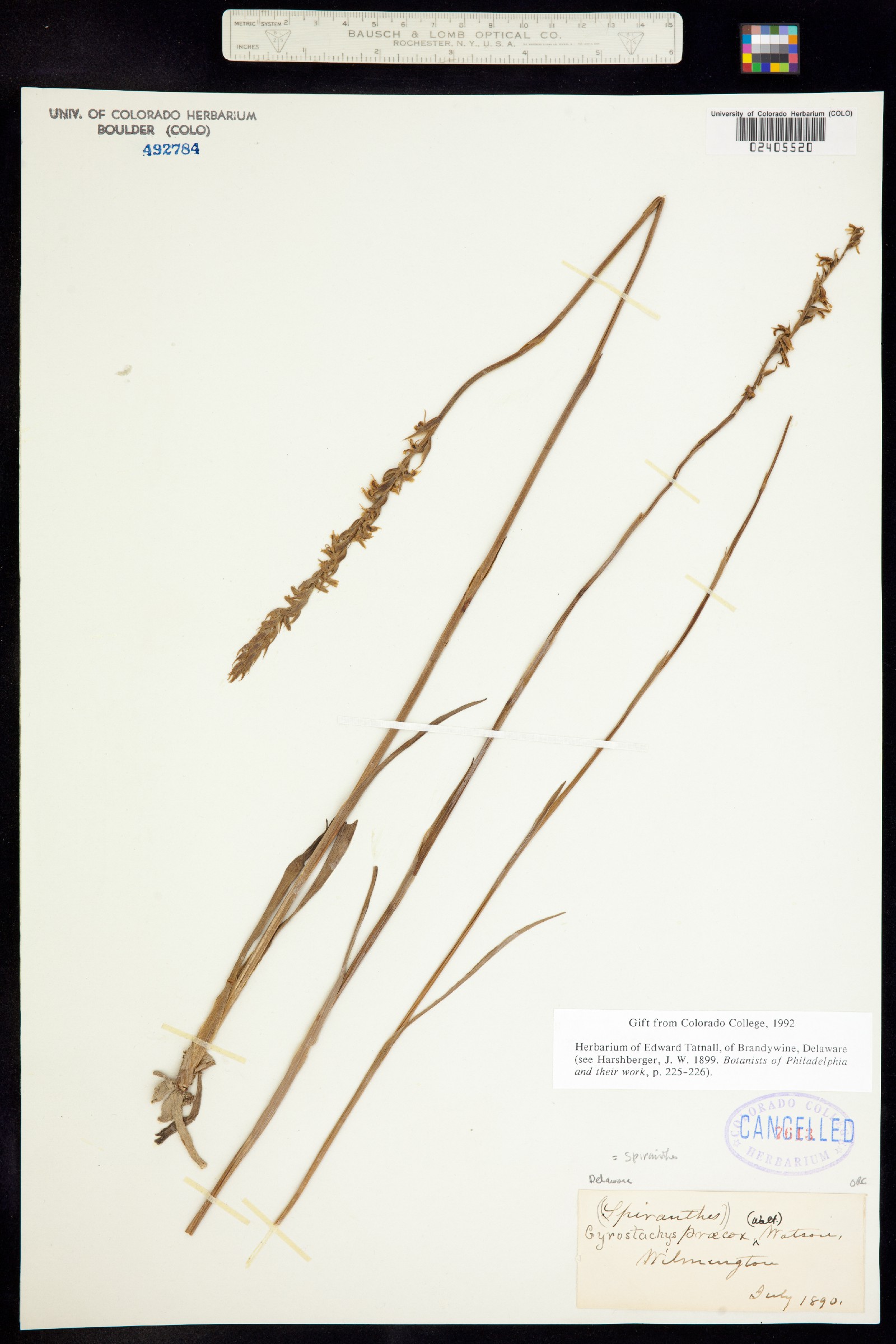 Spiranthes praecox image