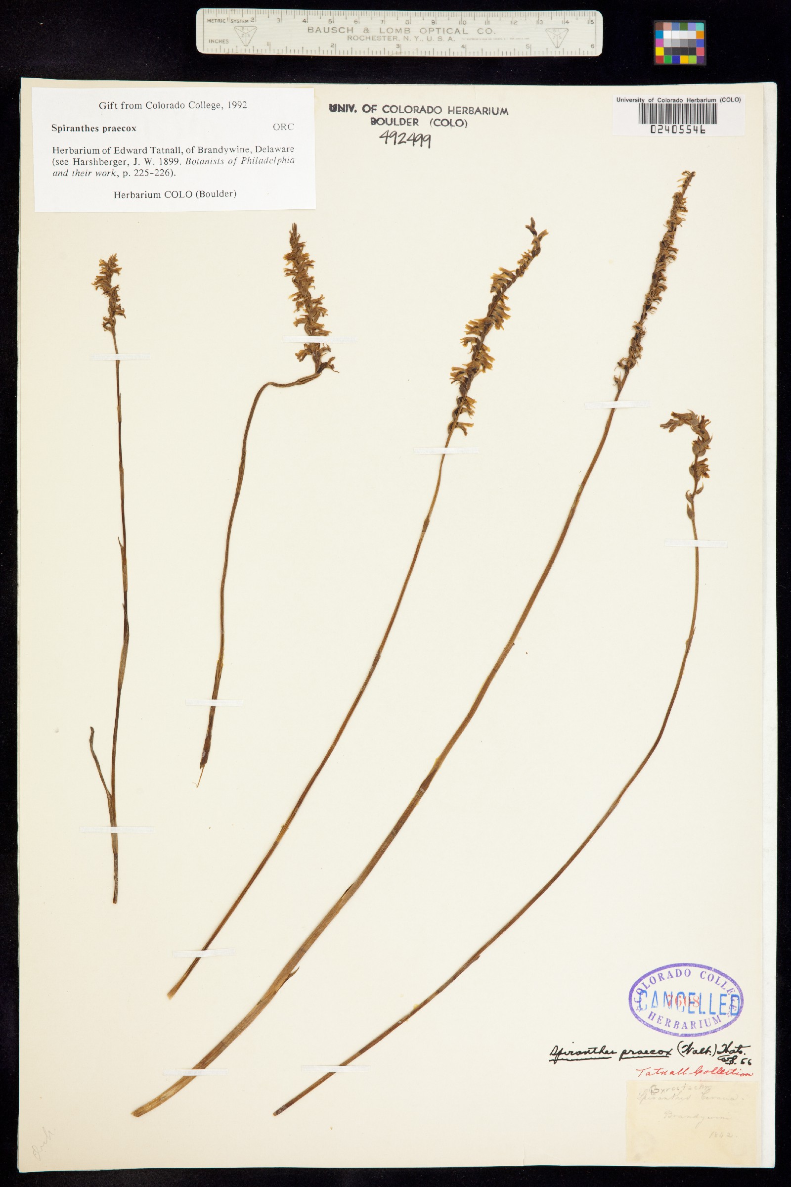 Spiranthes praecox image