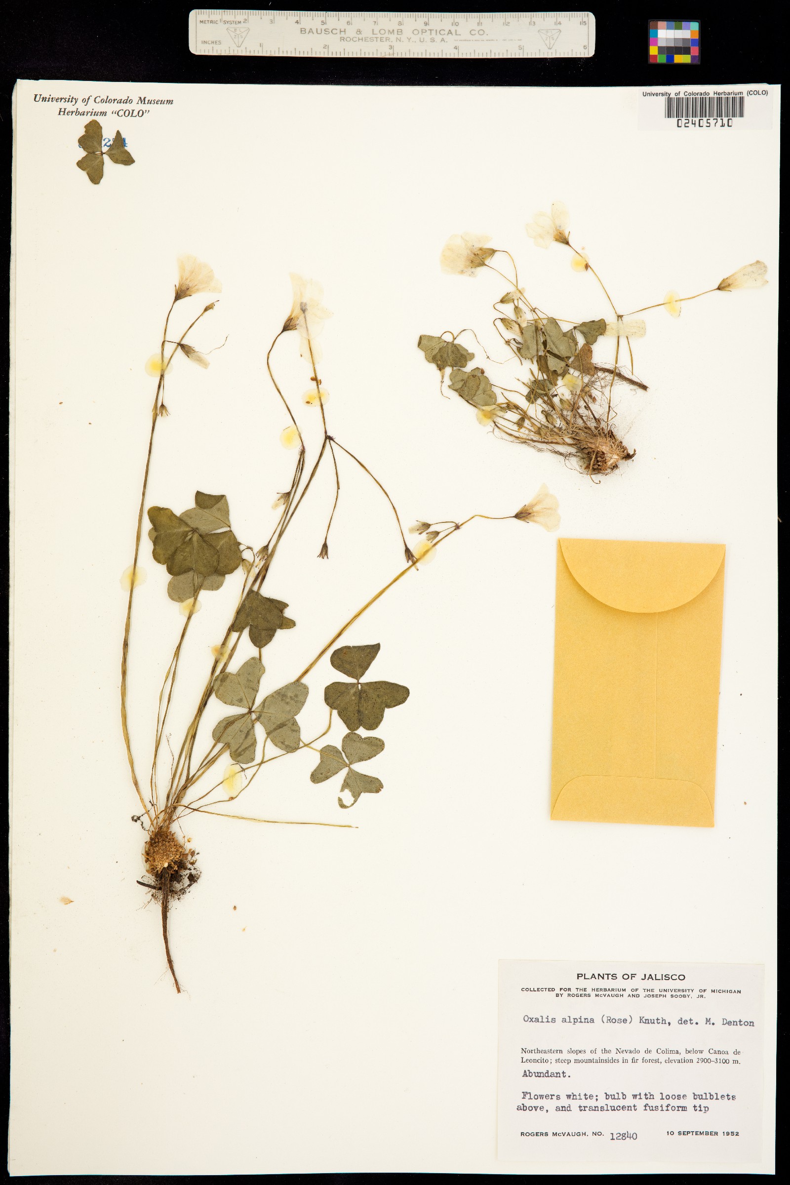 Oxalis alpina image