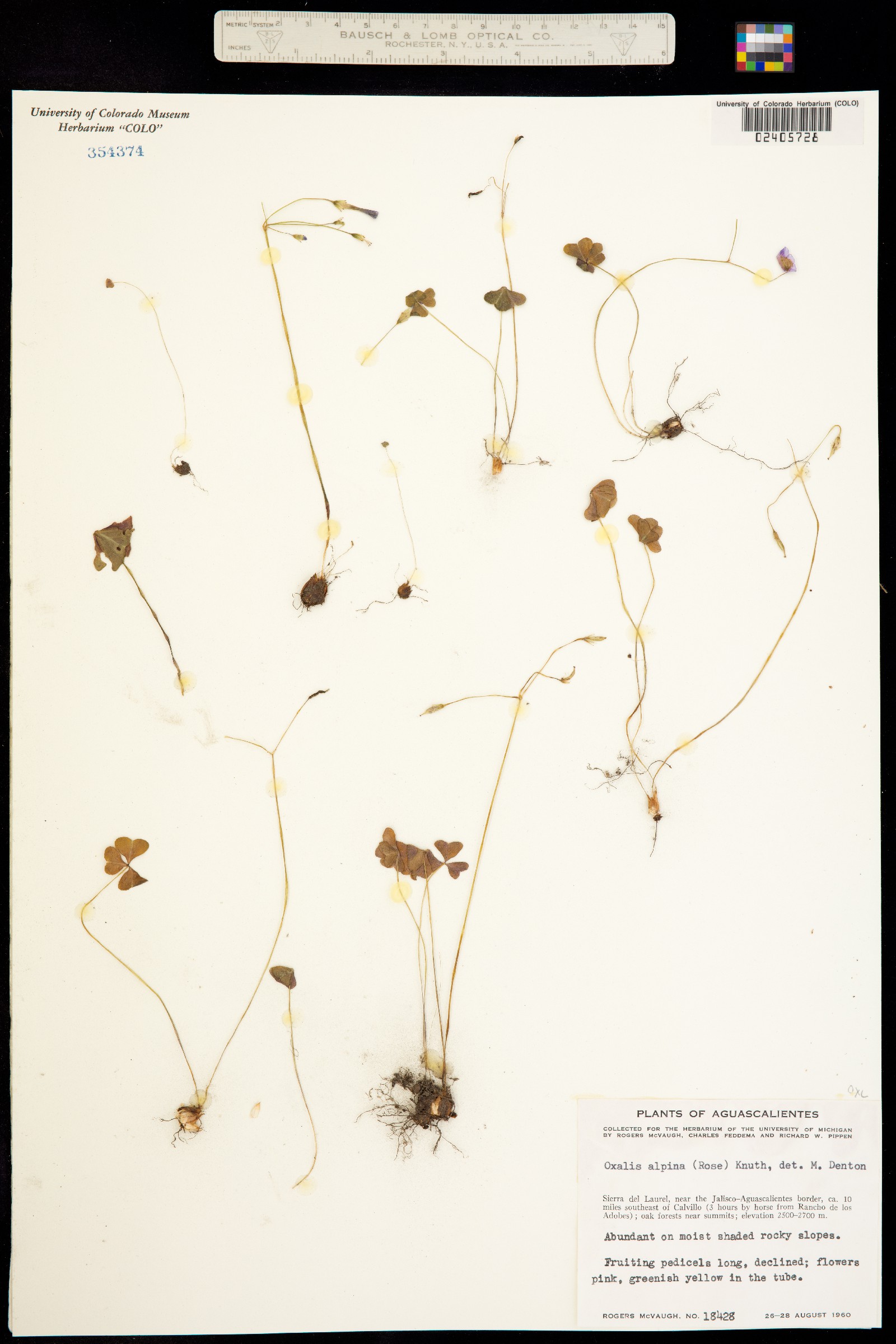 Oxalis alpina image