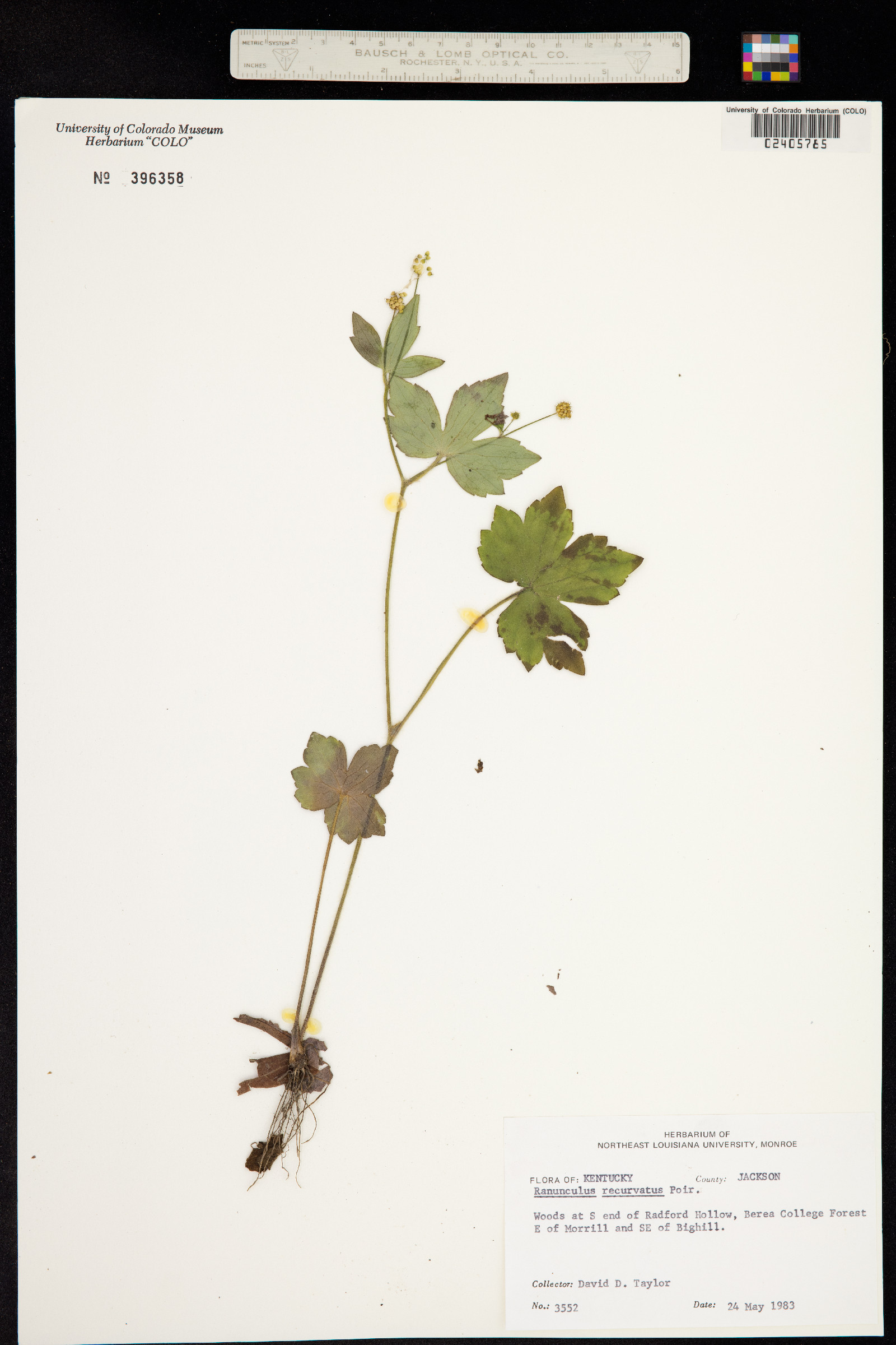 Ranunculus recurvatus image