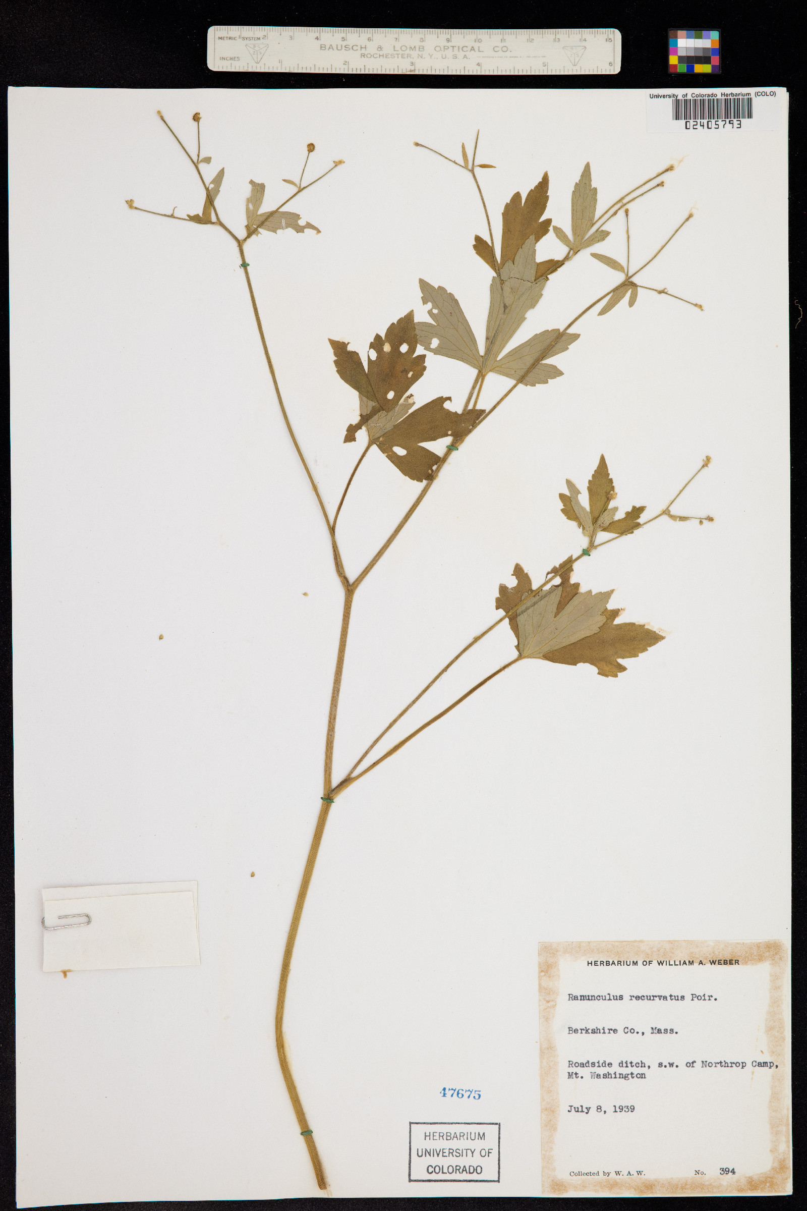 Ranunculus recurvatus image