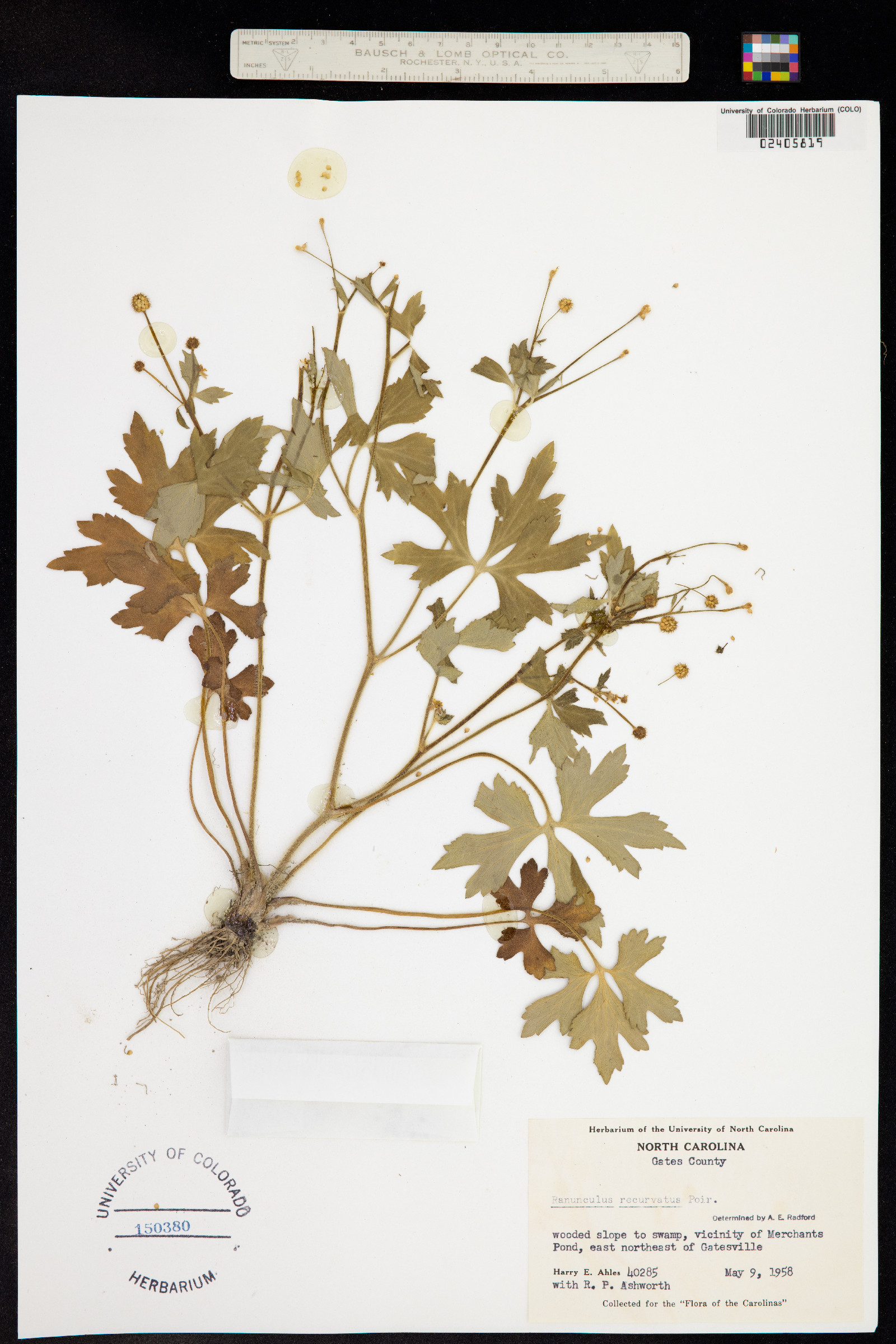 Ranunculus recurvatus image