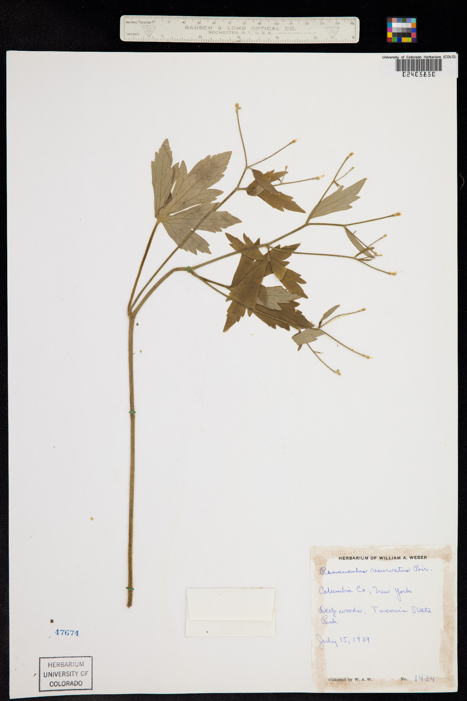 Ranunculus recurvatus image