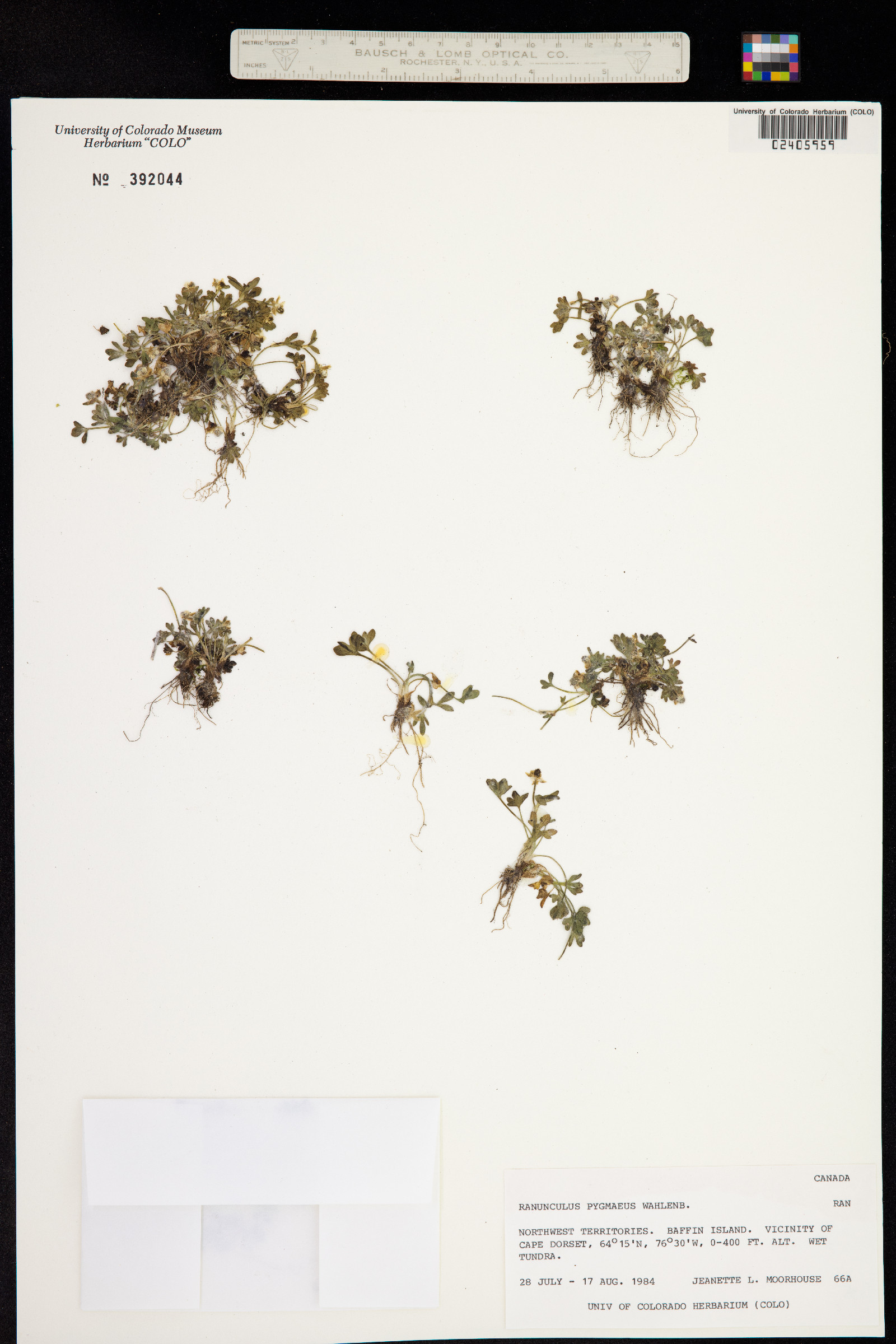 Ranunculus pygmaeus image