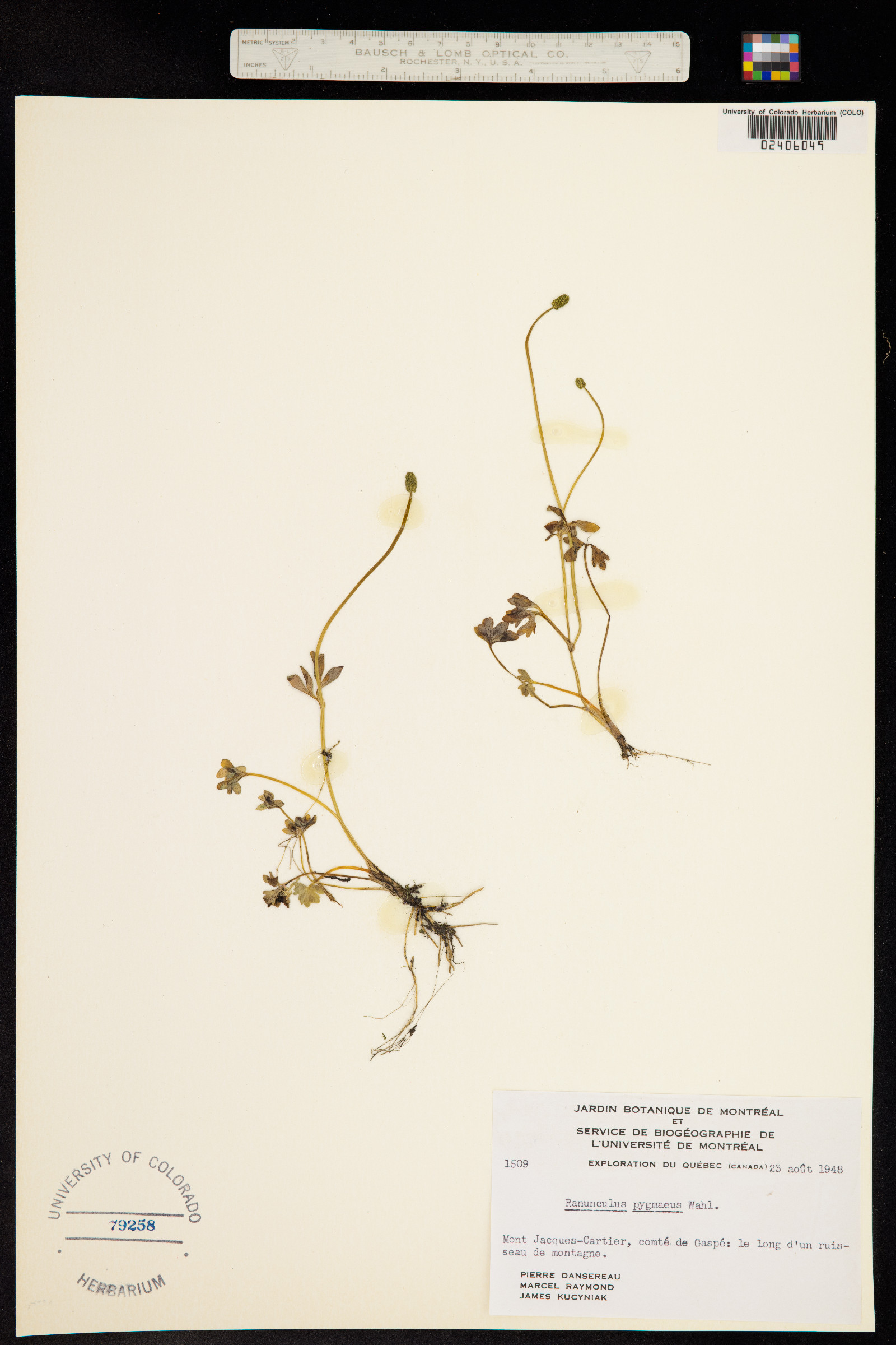 Ranunculus pygmaeus image