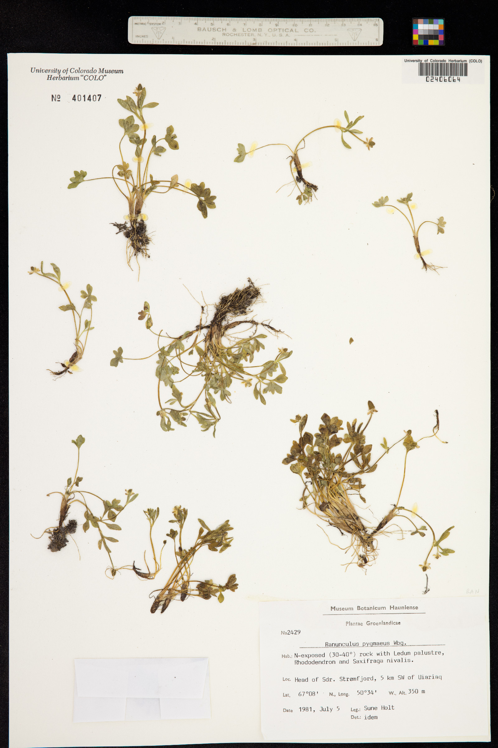 Ranunculus pygmaeus image