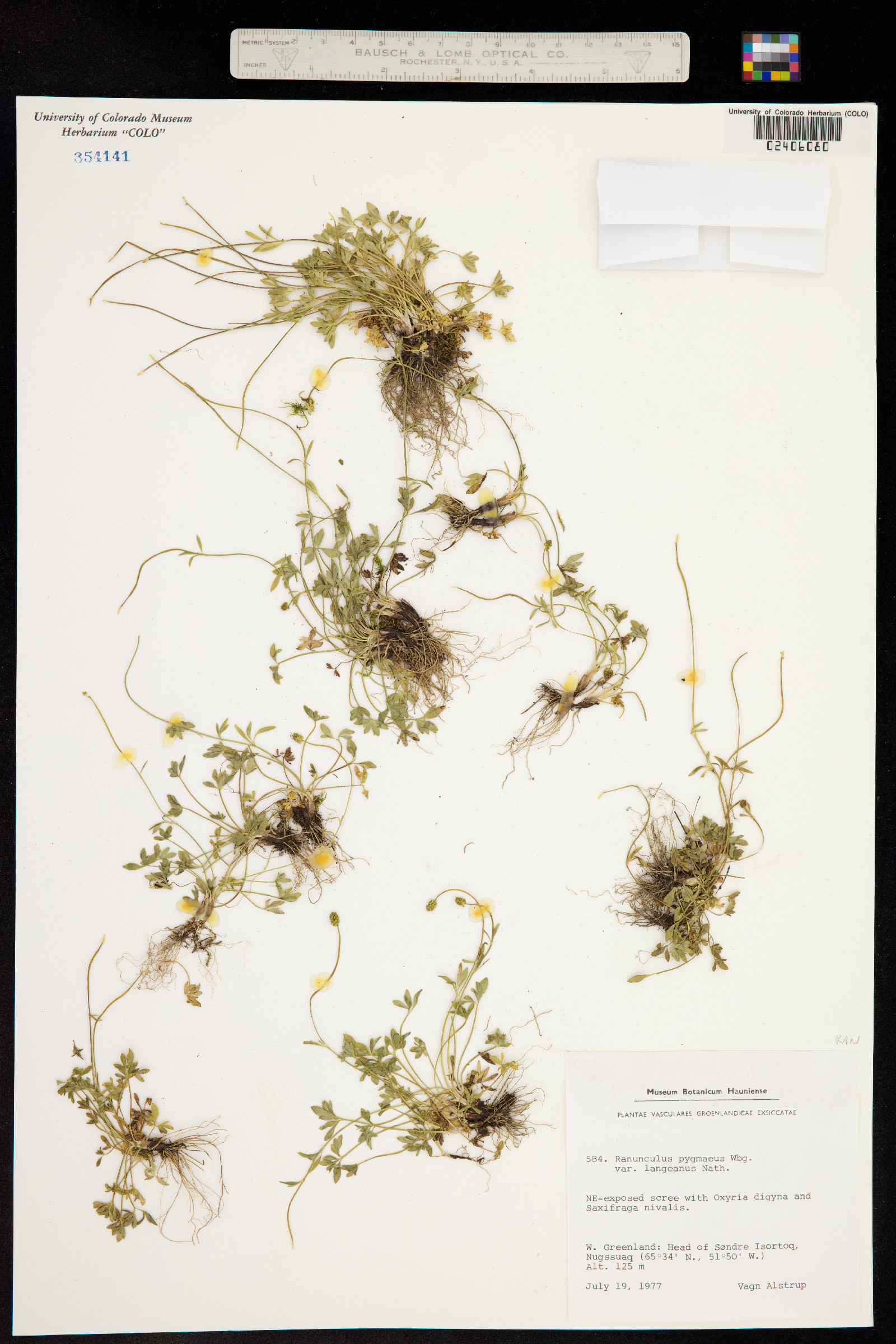 Ranunculus pygmaeus image