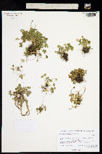 Ranunculus pygmaeus image