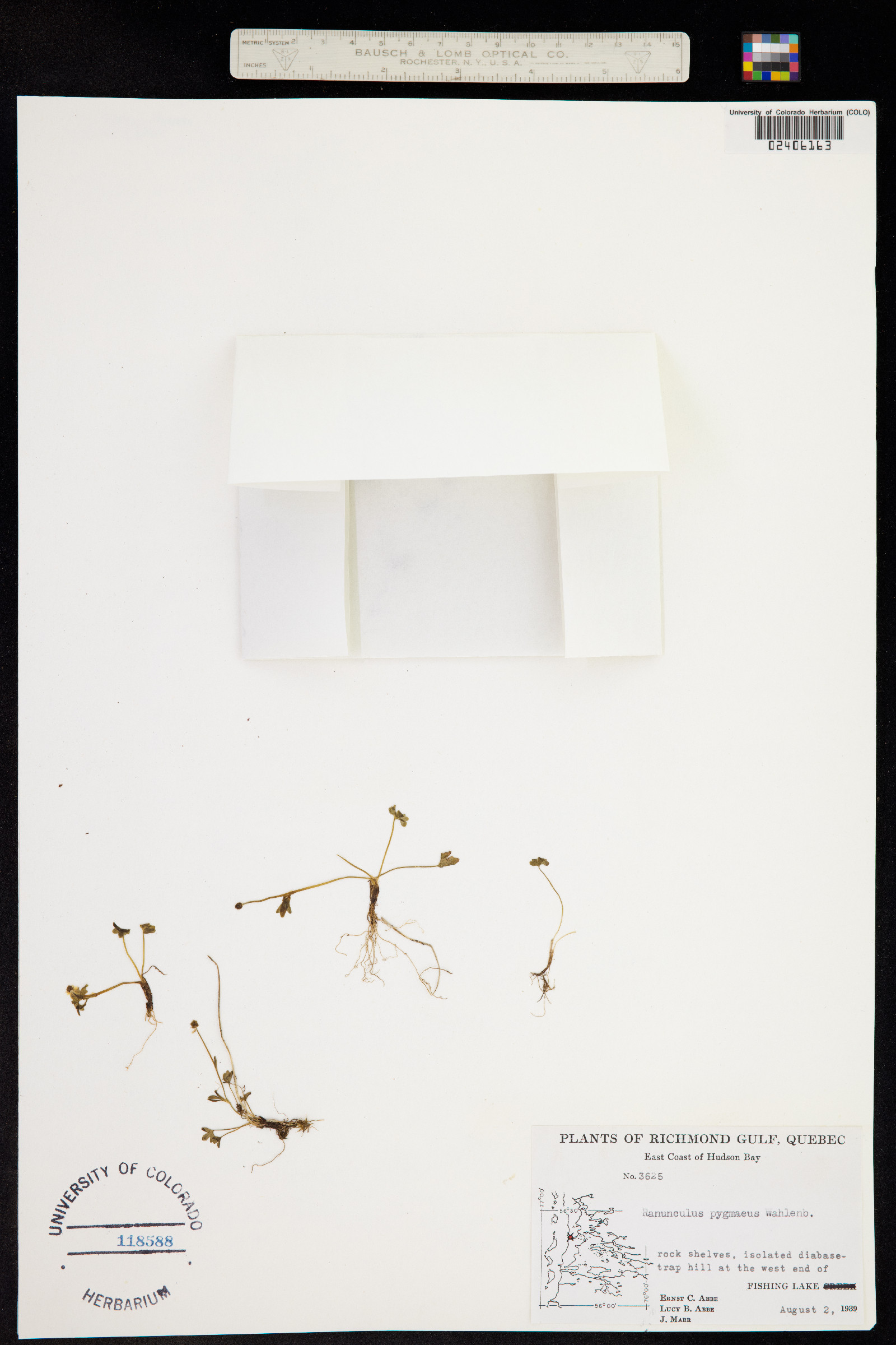 Ranunculus pygmaeus image