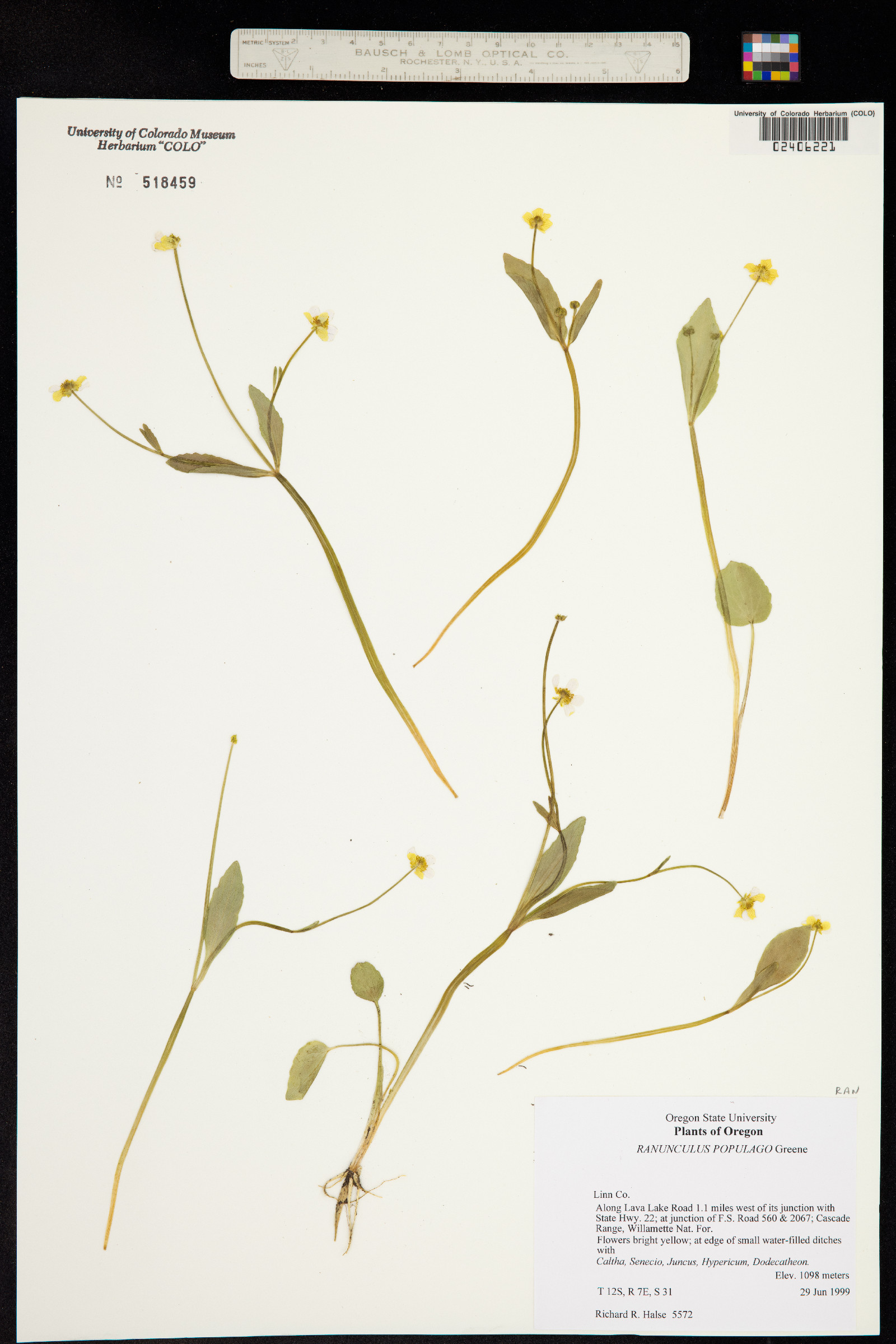 Ranunculus populago image