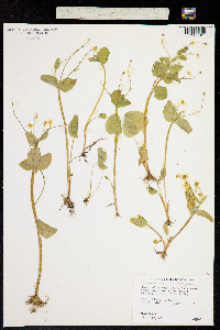 Image of Ranunculus populago