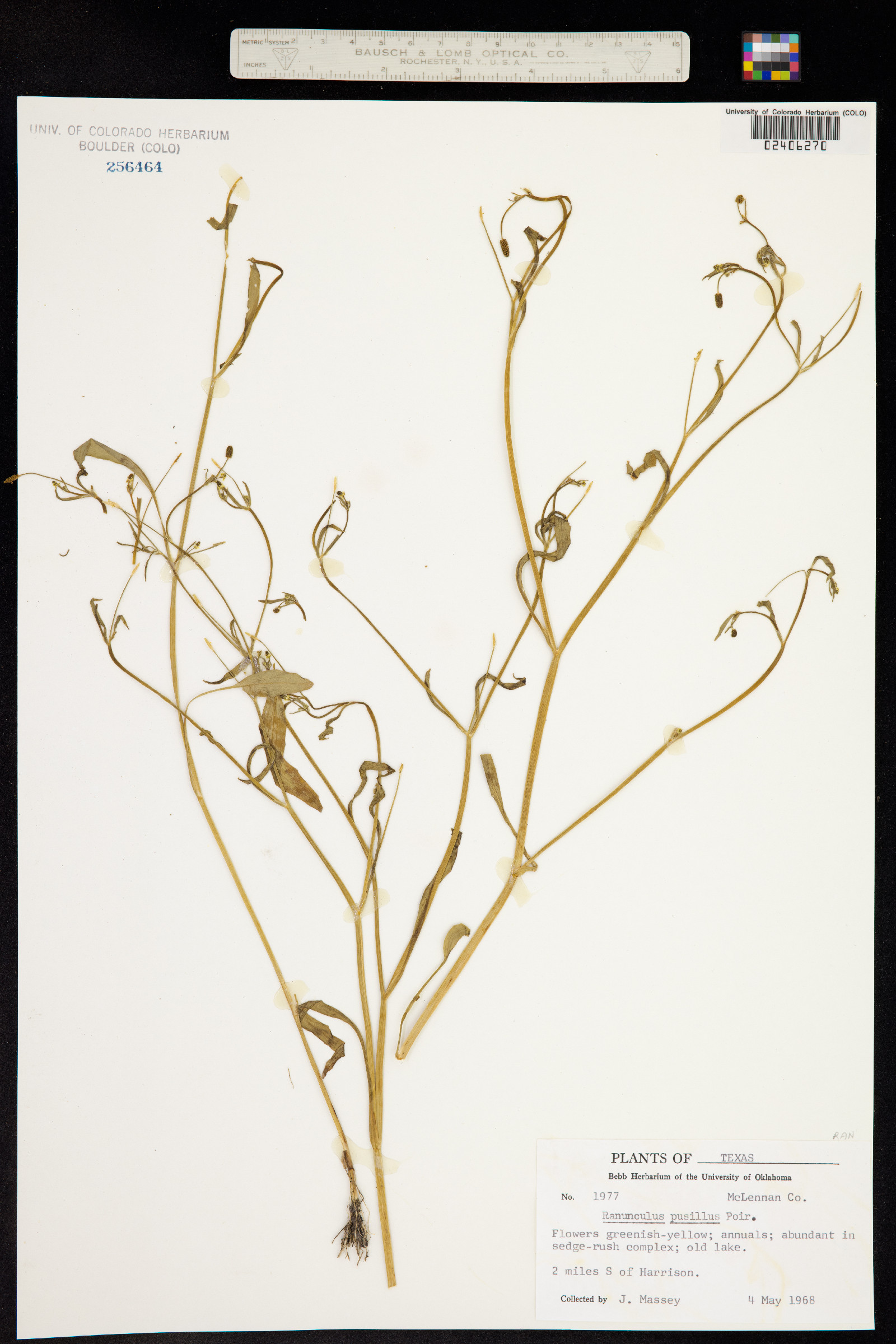 Ranunculus pusillus image