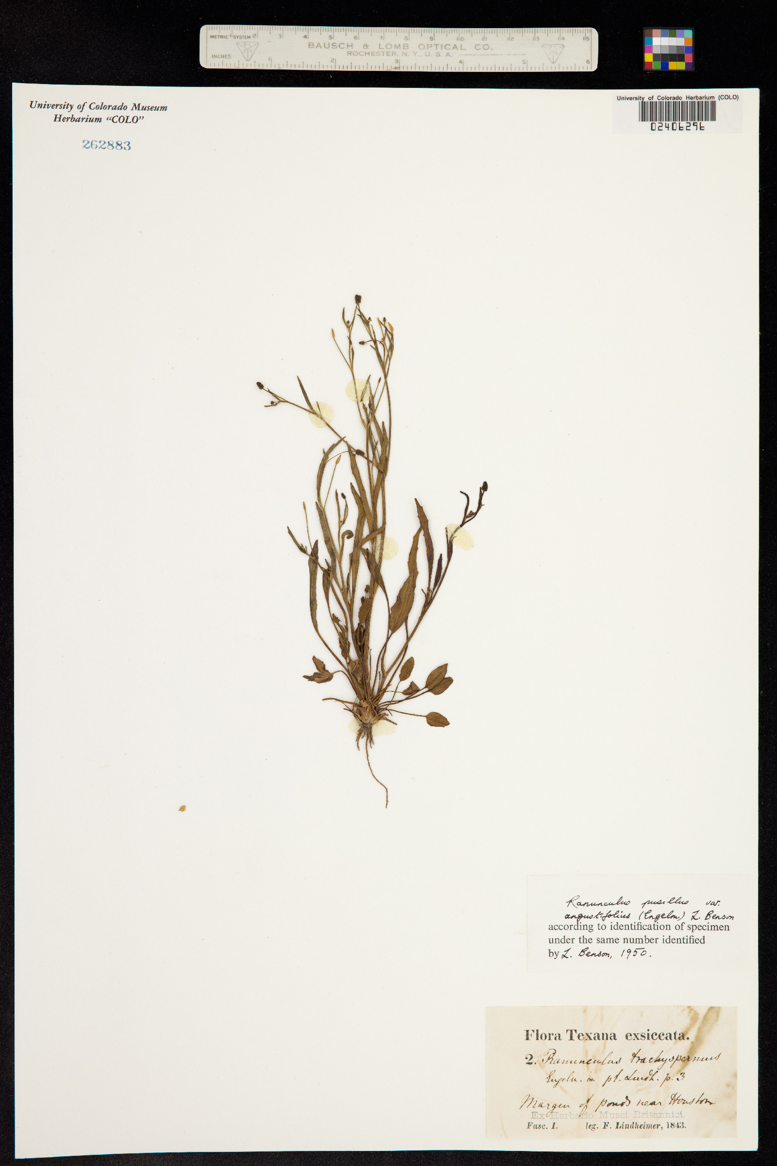 Ranunculus pusillus image