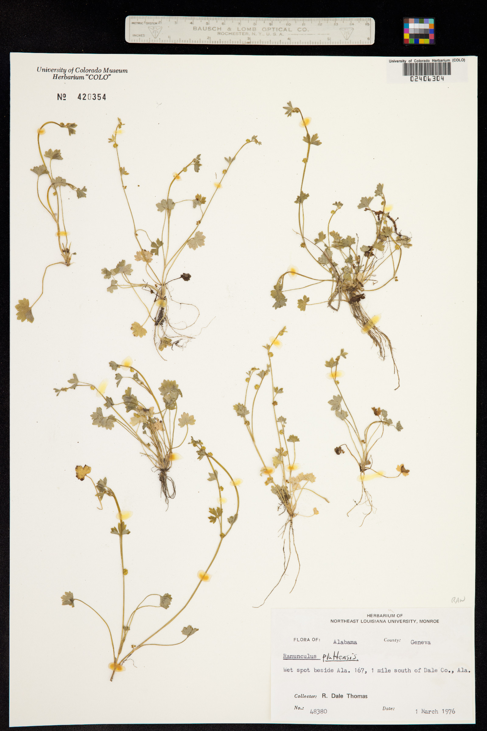 Ranunculus platensis image