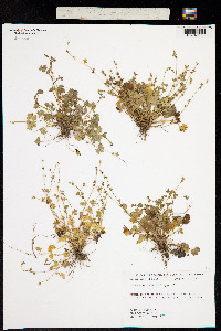 Image of Ranunculus platensis