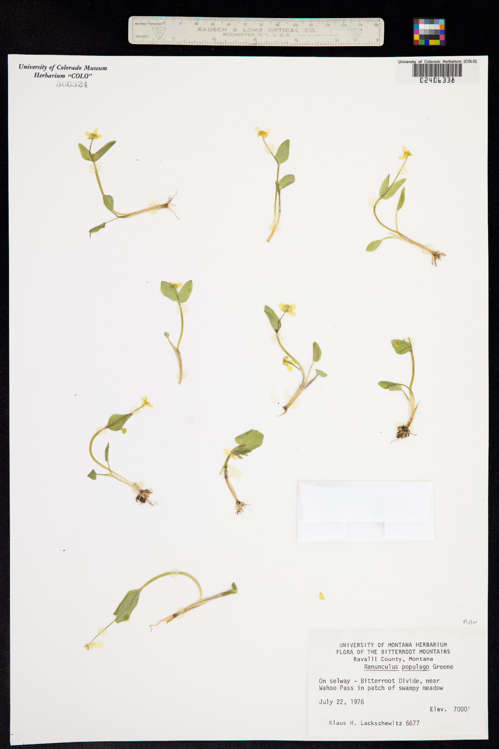 Ranunculus populago image