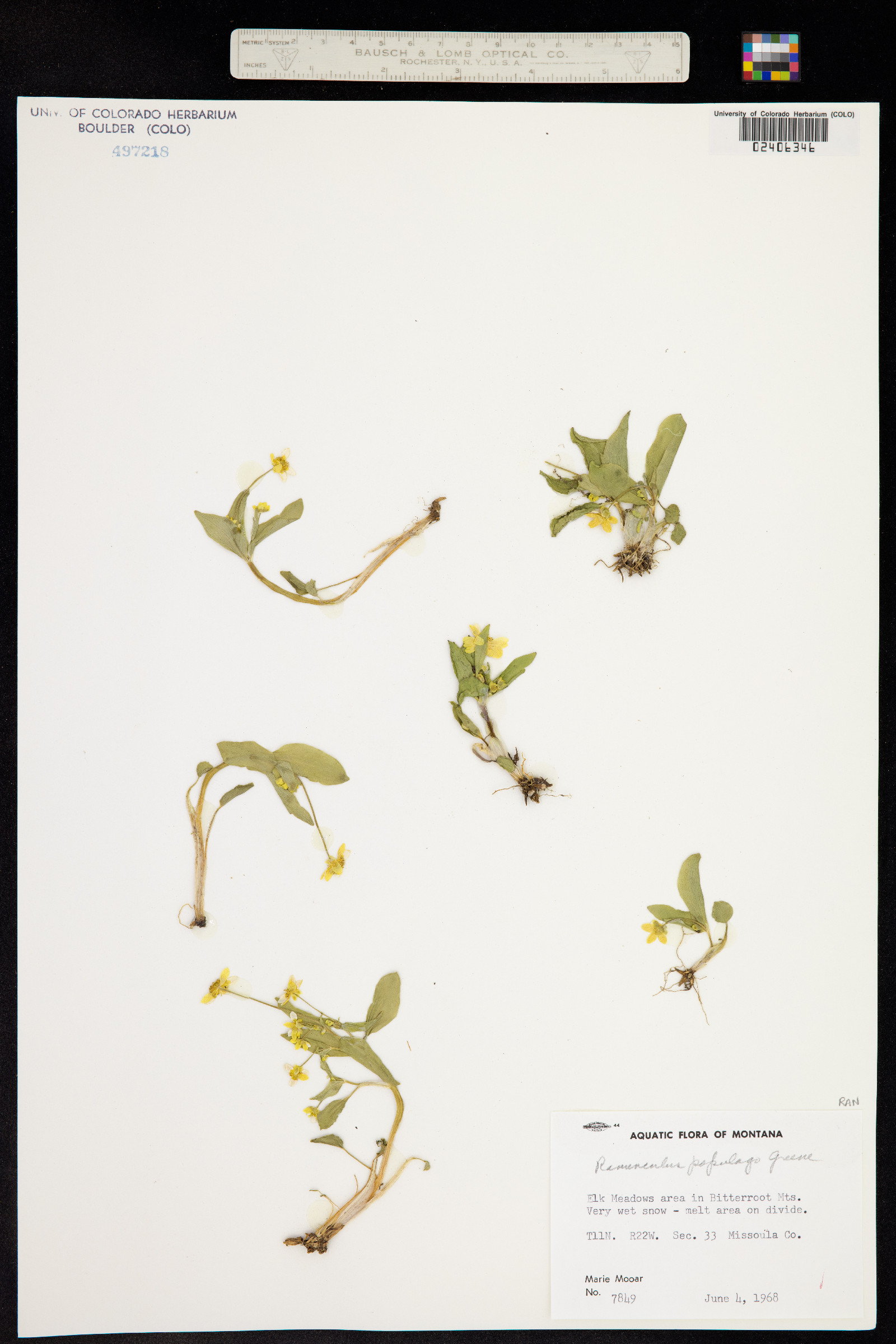 Ranunculus image